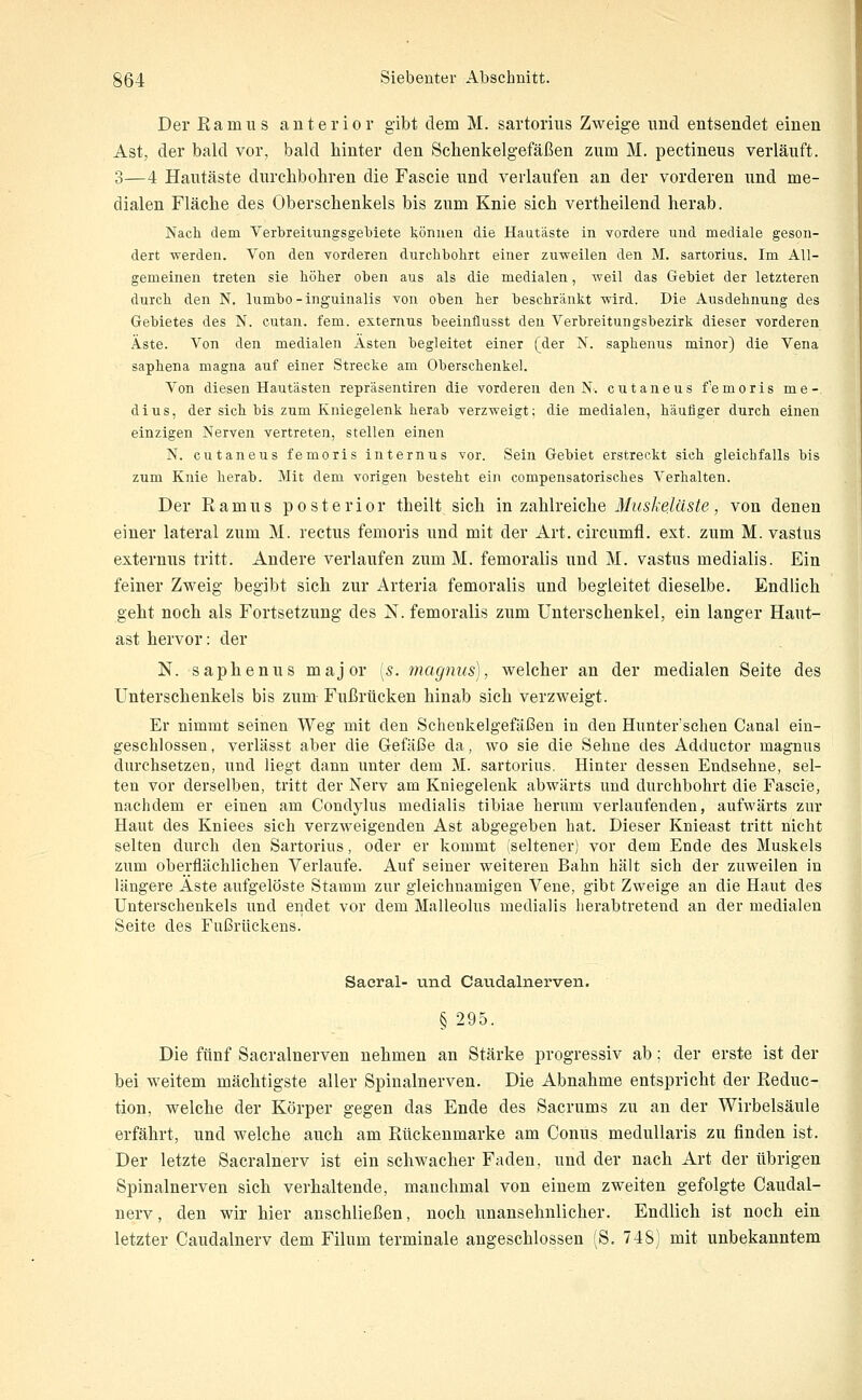 Der Kam HS anterior gibt dem M. sartorius Zweige und entsendet einen Ast, der bald vor, bald hinter den Schenkelgefäßen zum M. pectineus verläuft. 3—4 Hautäste durchbohren die Fascie und verlaufen an der vorderen und me- dialen Fläche des Oberschenkels bis zum Knie sich vertheilend herab. Nach dem Verbreitungsgebiete können die Hautäste in vordere und mediale geson- dert werden. Von den vorderen durchbohrt einer zuvreilen den M. sartorius. Im All- gemeinen treten sie höher oben aus als die medialen, weil das Gebiet der letzteren durch den N. lumbo-inguinalis von oben her beschränkt wird. Die Ausdehnung des Gebietes des N. cutan. fem. externus beeinflusst den Verbreitungsbezirk dieser vorderen Äste. Von den medialen Asten begleitet einer (der N. saphenus minor) die Vena saphena magna auf einer Strecke am Oberschenkel. Von diesen Hautästen repräsentiren die vorderen den N. cutaneus f'emoris me-. dius, der sich bis zum Kniegelenk herab verzweigt; die medialen, häufiger durch einen einzigen Nerven vertreten, stellen einen N. cutaneus femoris internus vor. Sein Gebiet erstreckt sich gleichfalls bis zum Knie herab. Mit dem vorigen besteht ein compensatorisches Verhalten. Der Ramus posterior theilt sich in zahlreiche i/i^^/ie/äs/e, von denen einer lateral zum M. rectus femoris und mit der Art. circumfl. ext. zum M. vastus externus tritt. Andere verlaufen zum M. femoralis und M. vastus medialis. Ein feiner Zweig begibt sich zur Arteria femoralis und begleitet dieselbe. Endlich geht noch als Fortsetzung des N. femoralis zum Unterschenkel, ein langer Haut- ast hervor: der N. saphenus major [s. magnus), welcher an der medialen Seite des Unterschenkels bis zum Fußrücken hinab sich verzweigt. Er nimmt seinen Weg mit den Schenkelgefäßen in den Hunter'schen Canal ein- geschlossen, verlässt aber die Gefäße da, wo sie die Sehne des Adductor magnus durchsetzen, und liegt dann unter dem M. sartorius. Hinter dessen Endsehne, sel- ten vor derselben, tritt der Nerv am Kniegelenk abwärts und durchbohrt die Fascie, nachdem er einen am Condylus medialis tibiae herum verlaufenden, aufwärts zur Haut des Kniees sich verzweigenden Ast abgegeben hat. Dieser Knieast tritt nicht selten durch den Sartorius, oder er kommt (seltener) vor dem Ende des Muskels zum oberflächlichen Verlaufe. Auf seiner weiteren Bahn hält sich der zuweilen in längere Äste aufgelöste Stamm zur gleichnamigen Vene, gibt Zweige an die Haut des Unterschenkels und endet vor dem Malleolus medialis herabtretend an der medialen Seite des Fußrückens. Saeral- und. Caudalnerven. § 295. Die fünf Sacralnerven nehmen an Stärke progressiv ab; der erste ist der bei weitem mächtigste aller Spinalnerven. Die Abnahme entspricht der Reduc- tion, welche der Körper gegen das Ende des Sacrums zu an der Wirbelsäule erfährt, und welche auch am Rückenmarke am Conus medullaris zu finden ist. Der letzte Sacralnerv ist ein schwacher Faden, und der nach Art der übrigen Spinalnerven sich verhaltende, manchmal von einem zweiten gefolgte Caudal- nerv, den wir hier anschließen, noch unansehnlicher. Endlich ist noch ein letzter Caudalnerv dem Filum terminale angeschlossen (S. 748] mit unbekanntem