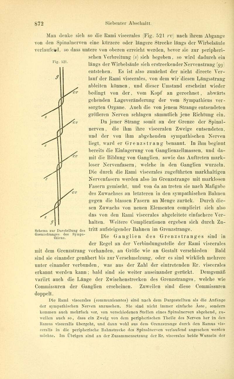 Fig. 521. S Man denke sich so die Rami viscerales (Fig. 521 rv) nach ihrem Abgange von den Spinalnerven eine kürzere oder längere Strecke längs der Wirbelsäule verlaufead, so dass untere von oberen erreicht werden, bevor sie zur peripheri- schen Verbreitung (5) sich begeben, so wird dadurch ein längs der Wirbelsäule sich erstreckender Nervenstrang [(j(j] entstehen. Es ist also zunächst der nicht directe Ver- lauf der Rami viscerales, von dem wir diesen I^ängsstrang ableiten können, und dieser umstand erscheint wieder bedingt von der, vom Kopf an gerechnet, abwärts gehenden Lageveränderung der vom Sympatbicus ver- sorgten Organe. Auch die von jenem Strange entsendeten größeren Nerven schlagen sämmtlich jene Richtung ein. Da jener Strang somit an der Grenze der Spinal- nerven, die ihm ihre visceralen Zweige entsendeten, und der von ihm abgehenden sympathischen Nerven liegt, ward er Grenz sträng benannt. In ihm beginnt bereits die Einlagerung von Ganglienzellmassen, und da- mit die Bildung von Ganglien, sowie das Auftreten mark- loser Nervenfasern, welche in den Ganglien wurzeln. Die durch die Rami viscerales zugeführten markhaltigen Nervenfasern werden also im Grenzstrange mit marklosen Fasern gemischt, und von da an treten sie nach Maßgabe des Zuwachses an letzteren in den sympathischen Bahnen gegen die blassen Fasern an Menge zurück. Durch die- sen Zuwachs von neuen Elementen complicirt sich also das von den Rami viscerales abgeleitete einfachere Ver- halten. Weitere Complicationen ergeben sich durch Zu- tritt aufsteigender Bahnen im Grenzstrange. Die Ganglien des Grenzstranges sind in der Regel an der Verbindungsstelle der Rami viscerales mit dem Grenzstrang vorhanden, an Größe wie an Gestalt verschieden. Bald sind sie einander genähert bis zur Verschmelzung, oder es sind wirklich mehrere unter einander verbunden, was aus der Zahl der eintretenden Rr. viscerales erkannt werden kann; bald sind sie weiter auseinander gerückt. Demgemäß variirt auch die Länge der Zwischenstrecken des Grenzstranges, welche wie Commissuren der Ganglien erscheinen. Zuweilen sind diese Commissuren doppelt. Die Rami viscerales (communicantes) sind nach dem Dargestellten als die Anfänge der sympathischen Nerven anzusehen. Sie sind nicht immer einfache Äste, sondern kommen auch mehrfach Tor, von verschiedenen Stellen eines Spinalnerven abgehend, zu- weilen auch so, dass ein Zweig von dem peripherischen Theile des Nerven her in den Ramus visceralis ühergeht, und dann wohl aus dem Grenzstrange durch den Ramus vis- ceralis in die peripherische Bahnstrecke des Spinalnerven verlaufend angesehen werden möchte. Im Übrigen sind an der Zusammensetzung der Rr. viscerales beide Wurzeln der / Scilema zur Darstellung des Grenzstranges des Sympa- tbicus.