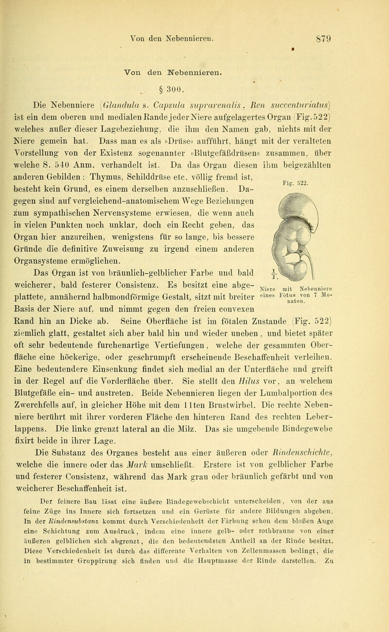 Von den Nebennieren. § 300. Die Nebenniere {Glandula a. Capsula suprarenalis, Ren succenttiriatus) ist ein dem oberen und medialen Rande jeder Niere aufgelagertes Organ (Fig. 522) welches außer dieser Lagebeziehung, die ihm den Namen gab, nichts mit der Niere gemein hat. Dass man es als »Drüse« aufführt, hängt mit der veralteten Vorstellung von der Existenz sogenannter »Blutgefäßdrüsen« zusammen, über welche S. 540 Anm, verhandelt ist. Da das Organ diesen ihm beigezählten anderen Gebilden : Thymus, Schilddrüse etc. völlig fremd ist, Fig. 522. besteht kein Grund, es einem derselben anzuschließen. Da- gegen sind auf vergleichend-anatomischem Wege Beziehungen zum sympathischen Nervensysteme erwiesen, die wenn auch in vielen Punkten noch unklar, doch ein Recht geben, das Organ hier anzureihen, wenigstens für so lange, bis bessere Gründe die definitive Zuweisung zu irgend einem anderen Organsysteme ermöglichen. Das Organ ist von bräunlich-gelblicher Farbe und bald weicherer, bald festerer Consistenz. Es besitzt eine abge- ,.. ., t^ u„„„;<,,, ' o J^iere mit Nebenniere plattete, annähernd halbmondförmige Gestalt, sitzt mit breiter ^i®^ ^^^^aten^ ^ ^°' Basis der Niere auf, und nimmt gegen den freien convexen Rand hin an Dicke ab. Seine Oberfläche ist im fötalen Zustande (Fig. 522) ziemlich glatt, gestaltet sich aber bald hin und wieder uneben, und bietet später oft sehr bedeutende furchenartige Vertiefungen, welche der gesammten Ober- fläche eine höckerige, oder geschrumpft erscheinende Beschaffenheit verleihen. Eine bedeutendere Einsenkung findet sich medial an der ünterfläche und greift in der Regel auf die Vorderfläche über. Sie stellt den Hüus vor, an welchem Blutgefäße ein- und austreten. Beide Nebennieren liegen der Lumbaiportion des Zwerchfells auf, in gleicher Höhe mit dem Uten Brustwirbel. Die rechte Neben- niere berührt mit ihrer vorderen Fläche den hinteren Rand des rechten Leber- lappens. Die linke grenzt lateral an die Milz. Das sie umgebende Bindegewebe fixirt beide in ihrer Lage. Die Substanz des Organes besteht aus einer äußeren oder Rindenschichte, welche die innere oder das Mark umschließt. Erstere ist von gelblicher Farbe und festerer Consistenz, während das Mark grau oder bräunlich gefärbt und von weicherer Beschaffenheit ist. Der feinere Bau lässt eine äußere Bindegewebschicht unterscheiden, von der aus feine Züge ins Innere sich fortsetzen und ein Gerüste für andere Bildungen abgeben. In der Rindensubstanz kommt durch Verschiedenheit der Färbung schon dem bloßen Auge eine Schichtung zum Ausdruck, indem eine innere gelb- oder rothbraune von einer äußeren gelblichen sich abgrenzt, die den bedeutendsten Antheil an der Rinde besitzt. Diese Verschiedenheit ist durch das differente Verhalten von Zellenmassen bedingt, die in bestimmter Gruppirung sich finden und die Hauptmasse der Rinde darstellen. Zu