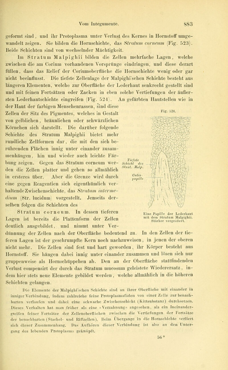 Fig. 524. geformt sind, und ihr Protoplasma unter Verlust des Kernes in Hornstoflf umge- wandelt zeigen. Sie bilden die Hornscliichte, das Stratum corneum (Fig. 523). Beide Schichten sind von wechselnder Mächtigkeit. Im Stratum Malpighii bilden die Zellen mehrfache Lagen, welche zwischen die am Corium vorhandenen Vorsprünge eindringen, und diese derart füllen, dass das Relief der Coriumoberfläche die Hornschichte wenig oder gar nicht beeinflusst. Die tiefste Zellenlage der Malpighi'schen Schichte besteht aus längeren Elementen, welche zur Oberfläche der Lederhaut senkrecht gestellt sind und mit feinen Fortsätzen oder Zacken in eben solche Vertiefungen der äußer- sten Lederhautschichte eingreifen (Fig. 524). An gefärbten Hautstellen wie in der Haut der farbigen Menschenrassen, sind diese Zellen der Sitz des Pigmentes, welches in Gestalt von gelblichen, bräunlichen oder schwärzlichen Körnchen sich darstellt. Die darüber folgende Schichte des Stratum Malpighii bietet mehr rundliche Zellformen dar, die mit den sich be- rührenden Flächen innig unter einander zusam- menhängen, hin und wieder auch leichte Fär- bung zeigen. Gegen das Stratum corneum wer- den die Zellen platter und gehen so allmählich in ersteres über. Aber die Grenze wird durch eine gegen Reageutien sich eigenthümlich ver- haltende Zwischenschichte, das Stratum interme- diuni (Str. lucidum) vorgestellt. Jenseits der- selben folgen die Schichten des Stratum corneum. In dessen tieferen Lagen ist bereits die Plattenform der Zellen deutlich ausgebildet, und nimmt unter Ver- dünnung der Zellen nach der Oberfläche bedeutend zu. In den Zellen der tie- feren Lagen ist der geschrumpfte Kern noch nachzuweisen, in jenen der oberen nicht mehr. Die Zellen sind fest und hart geworden, ihr Körper besteht aus Hornstoff. Sie hängen dabei innig unter einander zusammen und lösen sich nur gruppenweise als Hornschüppchen ab. Den an der Oberfläche stattfindenden Verlust compensirt der durch das Stratum mucosum geleistete Wiederersatz, in- dem hier stets neue Elemente gebildet werden, welche allmählich in die höheren Schichten gelangen. Die Elemente der Malpighi'schen Schichte sind an ihrer Oberfläche mit einander in inniger Verbindung, Indem zahlreiche feine Protoplasmafäden von einer Zelle zur benach- barten verlaufen und dabei eine schwache Zwischenschicht (Kittsubstanz) durchsetzen. Dieses Verhalten hat man früher als eine »Verzahnung« angesehen, als ein Ineinander- greifen feiner Fortsätze der Zellenoberflächen zwischen die Vertiefungen der Fortsätze der benachbarten (Stachel- und Riffzellen). Beim Übergange in die Hornschichte verliert sich dieser Zusammenhang. Das Aufhören dieser Verbindung ist also an den Unter- gang des lebenden Protoplasma geknüpft. 56* Eine Papille der Lederliant mit dem Stratum Malpigtii. Stärker vergrößert.