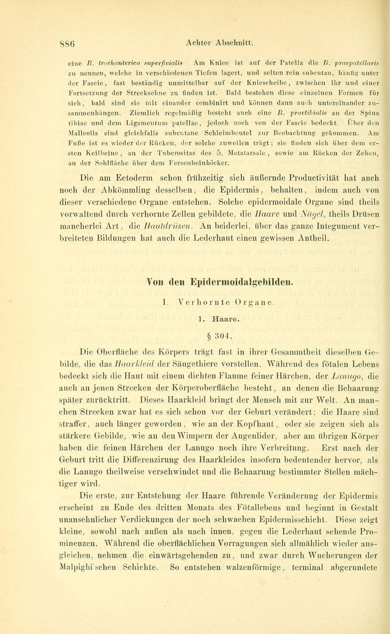 eine B. trocharderica superficialis Am Kniee ist auf der Patella die B. praepatellaris zxi ueniiei), welche in verschiedenen Tiefen lagert, und selten rein subcutan, häulig unter der Fascie, fast beständig unmittelbar auf der Kniescheibe, zwischen ihr und einer Fortsetzung der Streoksehne zu finden ist. Bald bestehen diese einzelnen Formen für sich, bald sind sie mit einander combinirt nnd können dann aui-.h untereinander zu- sammenhängen. Ziemlich regelmäßig besteht auch eine B. praetibialis an der Spina tibiae und dem Ligamentum patellae, jedoch noch von der Fascie bedeckt. Über den Malleolis sind gleichfalls subcutane Schleimbeutel zur Beobachtung gekommen. Am Fuße ist es wieder der Rücken, der solche zuweilen trägt; sie finden sich über dem er- sten Keilbeine, an der Tuberosltas des 5. Metatarsale, sowie am Rücken der Zehen, an der Sohlfläche über dem Fersenbeinhöcker. Die am Ectoderm schon frühzeitig sich äußernde Productivität hat auch noch der Abkömmling desselben, die Epidermis^ behalten, indem auch von dieser verschiedene Organe entstehen. Solche epidermoidale Organe sind theils vorwaltend durch verhornte Zellen gebildete, die Haare und Nägel, theils Drüsen mancherlei Art, die Hautdrüsen. An beiderlei, über das ganze Integument ver- breiteten Bildungen hat auch die Lederhaut einen gewissen Antheil. Von den EpidermoidalgeMldeu. I. V e r h 0 r n t e 0 r g a n e. 1. Haare. §304. Die Oberfläche des Körpers trägt fast in ihrer Gesammtheit dieselben Ge- bilde, die das Haarkleid der Säugethiere vorstellen. Während des fötalen Lebens bedeckt sich die Haut mit einem dichten Flaume feiner Härchen, der Lanugo, die auch an jenen Strecken der Körperoberfläche besteht, au denen die Behaarung später zurücktritt. Dieses Haarkleid bringt der Mensch mit zur Welt. An man- chen Strecken zwar hat es sich schon vor der Geburt .verändert; die Haare sind straffer, auch länger geworden, wie an der Kopfhaut, oder sie zeigen sich als stärkere Gebilde^ wie an den Wimpern der Augenlider, aber am übrigen Körper haben die feinen Härchen der Lanugo noch ihre Verbreitung. Erst nach der Geburt tritt die Differenzirung des Haarkleides insofern bedeutender hervor, als die Lanugo theilweise verschwindet und die Behaarung bestimmter Stellen mäch- tiger wird. Die erste, zur Entstehung der Haare führende Veränderung der Epidermis erscheint zu Ende des dritten Monats des Fötallebens und beginnt in Gestalt unansehnlicher Verdickungen der noch schwachen Epidermisschicht. Diese zeigt kleine, sowohl nach außen als nach innen, gegen die Lederhaut sehende Pro- minenzen. Während die oberflächlichen Vorragungen sich allmählich wieder aus- gleichen, nehmen die einwärtsgehenden zu. und zwar durch Wucherungen der Malpighi'sehen Schichte. So entstehen walzenförmige, terminal abgerundete