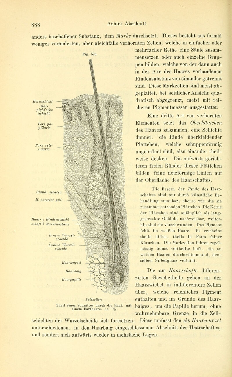 Fig. 526. anders beschaffener Substanz, dem Marke durchsetzt. Dieses besteht aus formal weniger veränderten, aber gleichfalls verhornten Zellen, welche in einfacher oder mehrfacher Reihe eine Säule zusam- mensetzen oder auch einzelne Grup- pen bilden, welche von der dann auch in der Axe des Haares vorhandenen Rindensubstanz von einander getrennt sind. Diese Markzellen sind meist ab- geplattet, bei seitlicher Ansicht qua- dratisch abgegrenzt, meist mit rei- cheren Pigmentmassen ausgestattet. Eine dritte Art von verhornten Elementen setzt das Oherhäutchen des Haares zusammen, eine Schichte dünner, die Rinde überkleidender Plättchen, welche schuppenförmig angeordnet sind, also einander theil- weise decken. Die aufwärts gerich- teten freien Ränder dieser Plättchen bilden feine netzförmige Linien auf der Oberfläche des Haarschaftes. Pars pa- pillaris Pars reti- cularis Oland. sebacea M. arreetor pUi Haar- j schaß Rindenschicht Marksiibstanz Innere Wurzel- scheide Außeie Wurzel- scheide Die Fasern der Rinde des Haar- schaftes sind nur durcli künstliclie Be- handlung trennbar, ebenso wie die sie zusammensetzenden Plättchen. Die Kerne der Plättcheu sind anfänglich als lang- gestreckte Gebilde nachweisbar, weiter- hin sind sie verschwunden. Das Pigment fehlt im weißen Haare. Es erscheint theils diffus, theils in Form feiner Körnchen. Die Markzellen führen regel- mässig feinst vertheilte Luft, die an weißen Haaren durchschimmernd, den- selben Silberglanz verleiht. Die am Haarschafte differen- zirten Gewebetheile gehen an der Haarzwiebel in indifferentere Zellen über, welche reichliches Pigment Fettzeiien enthalten und im Grunde des Haar- Theii eines Sciinittes durcli die Haut, mit balgcs, um die Papille herum, ohnc einem Bartnaare. ca. ^'ji. o ? r ^ wahrnehmbare Grenze in die Zell- schichten der Wurzelscheide sich fortsetzen. Diese umfasst den als Haartourzel unterschiedenen, in den Haarbalg eingeschlossenen Abschnitt des Haarschaftes, und sondert sich aufwärts wieder in mehrfache Lagen.