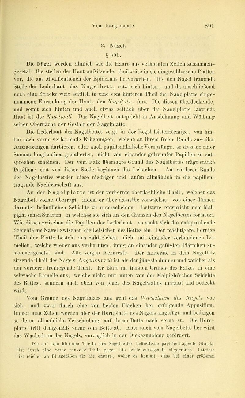2. Nägel. §306. Die Nägel werden ähnlich wie die Haare aus verhornten Zellen zusammen- gesetzt. Sie stellen der Haut aufsitzende, theilweise in sie eingeschlossene Platten vor, die aus Modificationen der Epidermis hervorgehen. Die den Nagel tragende Stelle der Lederhaut, das Nagelbett, setzt sich hinten , und da anschließend noch eine Strecke weit seitlich in eine vom hinteren Theil der Nagelplatte einge- nommene Einsenkung der Haut, den Nagel falz , fort. Die diesen überdeckende, und somit sich hinten und auch etwas seitlich über der Nagelplatte lagernde Haut ist der Nagelwall. Das Nagelbett entspricht in Ausdehnung und Wölbung seiner Oberfläche der Gestalt der Nagelplatte. Die Lederhaut des Nagelbettes zeigt in der Regel leistenförmige , von hin- ten nach vorne verlaufende Erhebungen, welche an ihrem freien Rande zuweilen Auszackungen darbieten, oder auch papillenähnliche Vorsprünge, so dass sie einer Summe longitudinal genäherter, nicht von einander getrennter Papillen zu ent- sprechen scheinen. Der vom Falz überragte Grund des Nagelbettes trägt starke Papillen; erst von dieser Stelle beginnen die Leistchen. Am vorderen Rande des Nagelbettes werden diese niedriger und laufen allmählich in die papillen- tragende Nachbarschaft aus. An der N a g e 1 p 1 a 11 e ist der verhornte oberflächliche Theil, welcher das Nagelbett vorne überragt, indem er über dasselbe vorwächst, von einer dünnen darunter befindlichen Schichte zu unterscheiden. Letztere entspricht dem Mal- pighi'sehen Stratum, in welches sie sich an den Grenzen des Nagelbettes fortsetzt. Wie dieses zwischen die Papillen der Lederhaut, so senkt sich die entsprechende Schichte am Nagel zwischen die Leistchen des Bettes ein. Der mächtigere, hornige Theil der Platte besteht aus zahlreichen, dicht mit einander verbundenen La- mellen , welche wieder aus verhornten, innig an einander gefügten Plättchen zu- sammengesetzt sind. Alle zeigen Kernreste. Der hinterste in dem Nagelfalz sitzende Theil des Nagels [Nagehvu7'zel) ist als der jüngste dünner und weicher als der vordere, freiliegende Theil. Er läuft im tiefsten Grunde des Falzes in eine schwache Lamelle aus, welche nicht nur unten von der Malpighi'schen Schichte des Bettes, sondern auch oben von jener des Nagelwalles umfasst und bedeckt wird. Vom Grunde des Nagelfalzes aus geht das Wachsthum des Nagels vor sich, und zwar durch eine von beiden Flächen her erfolgende Apposition. Immer neue Zellen werden hier der Hornplatte des Nagels angefügt und bedingen so deren allmähliche Verschiebung auf ihrem Bette nach vorne zu. Die Horn- platte tritt demgemäß vorne vom Bette ab. Aber auch vom Nagelbette her wird das Wachsthum des Nagels, vorzüglich in der Dickezunahme gefördert. Die auf dem hinteren Theile des Nagelbettes befindliche papillentragende Strecke ist durch eine vorne convexe Linie gegen die leistchentragende abgegrenzt. Letztere ist reicher an Blutgefäßen als die erstere, woher es kommt, dass bei einer größereu