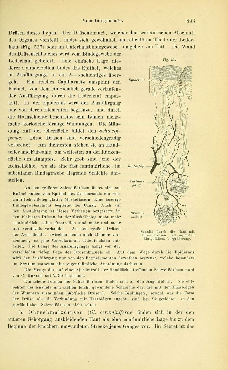 Fig. 527. Drüsen dieses Typus. Der Drüseuknäiiel, welcher den secretorischen Abschnitt des Organes vorstellt, findet sich gewöhnlich im reticulären Theile der Leder- haut (Fig. 527) oder im Unterhantbindegewebe, umgeben von Fett. Die Wand des Drüsenschlauches wird vom Bindegewebe der Lederhaut geliefert. Eine einfache Lage nie- derer Cyliuderzellen bildet das Epithel, welches im Ausführgange in ein 2—3 schichtiges über- geht. Ein reiches Capillarnetz umspinnt den Knäuel, von dem ein ziemlich gerade verlaufen- der Ausführgang durch die Lederhaut empor- tritt. In der Epidermis wird der Ausführgang nur von deren Elementen begrenzt, und durch die Hornschichte beschreibt sein Lumen mehr- fache, korkzieherförmige Windungen. Die Mün- dung auf der Oberfläche bildet den Sckweiß- porns. Diese Drüsen sind verschiedengradig verbreitet. Am dichtesten stehen sie an Hand- teller und Fußsohle, am weitesten an derßücken- fläche des Rumpfes. Sehr groß sind jene der Achselhöhle, wo sie eine fast continuirliche, im subcutanen Bindegewebe liegende Schichte dar- stellen. An den größeren Schweißdrüsen findet sicli am Knäuel außen vom Epithel des Drüsencanals ein con- tinuirlicher Beleg glatter Muskelfasern. Eine faserige Bindegewehsschicht begleitet den Canal. Auch auf den Ausführgang ist dieses Verhalten fortgesetzt. An den kleineren Drüsen ist der Muskelbeleg nicht mehr continuirlich, seine Faserzellen sind mehr und mehr nur vereinzelt vorhanden. An den großen Drüsen der Achselhöhle, zwischen denen auch kleinere vor- kommen, ist jene Muscularis am bedeutendsten ent- faltet. Die Länge des Ausführganges hängt von der verschieden tiefen Lage des Drüsenknäuels ab. Auf dem Wege durch die Epidermis wird der Ausführgang nur von den Formelementen derselben begrenzt, welche besonders im Stratum corneum eine eigenthümliche Anordnung darbieten. Die Menge der auf einen Quadratzoll der Handfläche treffenden Schweißdrüsen ward von C. Krause auf 2736 berechnet. Einfachere Formen der Schweißdrüsen finden sich an den Augenlidern. Sie ent- behren des Knäuels und stellen leicht gewundene Schläuche dar, die mit den Haarbälgen der Wimpern ausmünden (^MoU'sche Drüsen). Solche Bildungen, sowohl was die Form der Drüse als die Verbindung mit Haarbälgen angeht, sind bei Säugethleren an den gewöhnlichen Schweißdrüsen nicht selten. b. Ohr schmalz drüsen [Gl. ceruminiferae) finden sich in der den äußeren Gehörgang auskleidenden Haut als eine continuirliche Lage bis zu dem Beginne der knöchern umwandeten Strecke jenes Ganges vor. Ihr Secret ist das Drüsen- Tiirmiel Setnitt durch die Haut mit Sclnveißdrüsen und iiijicirteu Blutgefäßen. Vergrößernnff.