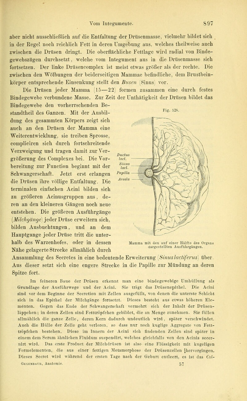 Fig. 528. aber nicht ausschließlicli auf die Entfaltung der Drtisenmasse, vielmehr bildet sich in der Kegel noch reichlich Fett in deren Umgebung aus, welches theilweise auch zwischen die Drüsen dringt. Die oberflächliche Fettlage wird radial von Binde- gewebszügen durchsetzt, welche vom Integument aus in die Drüsenmasse sich fortsetzen. Der linke Drüsencomplex ist meist etwas größer als der rechte. Die zwischen den Wölbungen der beiderseitigen Mammae befindliche, dem Brustbein- körper entsprechende Einsenkung stellt den Busen (Sinus) vor. Die Drüsen jeder Mamma (15—22) formen zusammen eine durch festes Bindegewebe verbundene Masse. Zur Zeit der ünthätigkeit der Drüsen bildet das Bindegewebe den vorherrschenden Be- standtheil des Ganzen. Mit der Ausbil- dung des gesammten Körpers zeigt sich auch an den Drüsen der Mamma eine Weiterentwicklung, sie treiben Sprosse, compliciren sich durch fortschreitende Verzweigung und tragen damit zur Ver- größerung des Complexes bei. Die Vor- bereitung zur Function beginnt mit der Schwangerschaft. Jetzt erst erlangen die Drüsen ihre völlige Entfaltung. Die terminalen einfachen Acini bilden sich zu größeren Acinusgruppen aus, de- ren an den kleineren Gängen noch neue entstehen. Die größeren Ausführgänge [Müchgänge] jeder Drüse erweitern sich, bilden Ausbuchtungen, und an dem Hauptgange jeder Drüse tritt die unter- halb des Warzenhofes, oder in dessen Nähe gelagerte Strecke allmählich durch Ansammlung des Secretes in eine bedeutende Erweiterung [Sinuslactiferus) über. Aus dieser setzt sich eine engere Strecke in die Papille zur Mündung an deren Spitze fort. Im feineren Baue der Drüsen erkennt man eine bindegewebige Umhüllung als Grundlage der Ausführwege und der Acini. Sie trägt das Drüsenepithel. Die Acini sind Yor dem Beginne der Secretion mit Zellen ausgefüllt, von denen die unterste Schicht sich in das Epithel der Milchgänge fortsetzt. Dieses besteht aus etwas höheren Ele- mönten. Gegen das Ende der Schwangerschaft vermehrt sich der Inhalt der Drüseu- läppchen; in deren Zellen sind Fetttröpfchen gebildet, die an Menge zunehmen. Sie füllen allmählich die ganze Zelle, deren Kern dadurch undeutlich wird, später verschwindet. Auch die Hülle der Zelle geht verloren, so dass nur noch kuglige Aggregate von Fett- tröpfchen bestehen. Diese im Innern der Acini sich findenden Zellen sind später in einem dem Serum ähnlichen Fluidum suspendirt, welches gleichfalls von den Acinis secer- nirt wird. Das erste Product der Milchdrüsen ist also eine Flüssigkeit mit kugeligen Formelementen, die aus einer fettigen Metamorphose der Drüsenzellen [hervorgingen. Dieses Secret wird während der ersten Tage nach der Geburt entleert, es ist das Col- Gegenbaur, Anatomie. 57 Mamma mit den auf einer Hälfte des Organs dargestellten Ansfülirgängen.