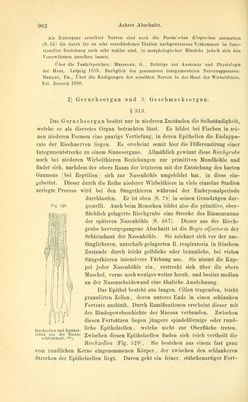 Als Endorgane sensibler Nerven sind auch die Pacini'sehen Körperchen anzusehen (S. 54} die durch ihr an sehr verschiedenen Theilen nachgewiesenes Vorkommen in func- tioneller Beziehung noch sehr unklar sind, in morphologischer Hinsicht jedoch sich den Vorerwähnten anreihen lassen. Über die Tastkör^jerchen: Meissner, G. , Beiträge zur Anatomie und Physiologie der Haut. Leipzig 1853, Bezüglich des gesammten integumentalen Nervenapparates: Merkel, Fb., Über die Endigungen der sensiblen Nerven in der Haut der Wirbelthiere. Fol. Rostock 2) Geruchsorgan und 3) Geschmacksorgan. § 313. Das Geruchsorgan besitzt nur in niederen Zuständen die Selbständigkeit, welche es als discretes Organ betrachten lässt. Es bildet bei Fischen in sei- nen niederen Formen eine paarige Vertiefung, in deren Epithelien die Endappa- rate der Riechnerven liegen. Es erscheint somit hier die Differenzirung einer Integumentstrecke zu einem Sinnesorgane. Allmählich gewinnt diese Riechgrube noch bei niederen Wirbelthieren Beziehungen zur primitiven Mundhöhle und findet sich, nachdem der obere Raum der letzteren mit der Entstehung des harten Gaumens (bei Reptilien) sich zur Nasenhöhle umgebildet hat, in diese ein- gebettet. Dieser durch die Reihe niederer Wirbelthiere in viele einzelne Stadien zerlegte Process wird bei den Säugethieren während der Embryonalperiode durchlaufen. Er ist oben (S. 78) in seinen Grundzügen dar- Fig. 529. gestellt. Auch beim Menschen bildet also die primitive, ober- flächlich gelagerte Riechgrube eine Strecke des Binnenraums- der späteren Nasenhöhle (S. 467). Dieser aus der Riech- grube hervorgegangene Abschnitt ist die Regio olfactoria der Schleimhaut der Nasenhöhle. Sie zeichnet sich vor der um- fänglicheren, unterhalb gelagerten R. respiratoria in frischem Zustande durch leicht gelbliche oder bräunliche^ bei vielen Säugethieren intensivere Färbung aus. Sie nimmt die Kup- pel jeder Nasenhöhle ein, erstreckt sich über die obere Muschel, vorne noch weniges weiter herab, und besitzt median an der Nasenscheidewand eine ähnliche Ausdehnung. Das Epithel besteht aus langen, Cilien tragenden, leicht granulirten Zellen, deren unteres Ende in einen schlanken Fortsatz ausläuft. Durch Ramificationen erscheint dieser mit der Bindegewebsschichte der Mucosa verbunden. Zwischen diesen Fortsätzen liegen jüngere spindelförmige oder rund- liche Epithelzellen, welche nicht zur Oberfläche treten. ^^^^scMrimiiauT ^ofi^^' Zwischcu dicscn Epithelzellen finden sich reich vertheilt die Rieclizellen (Fig. 529). Sie bestehen aus einem fast ganz vom rundlichen Kerne eingenommenen Körper, der zwischen den schlankeren Strecken der Epithelzellen liegt. Davon geht ein feiner, stäbchenartiger Fort- Riechzellen und Epithel-