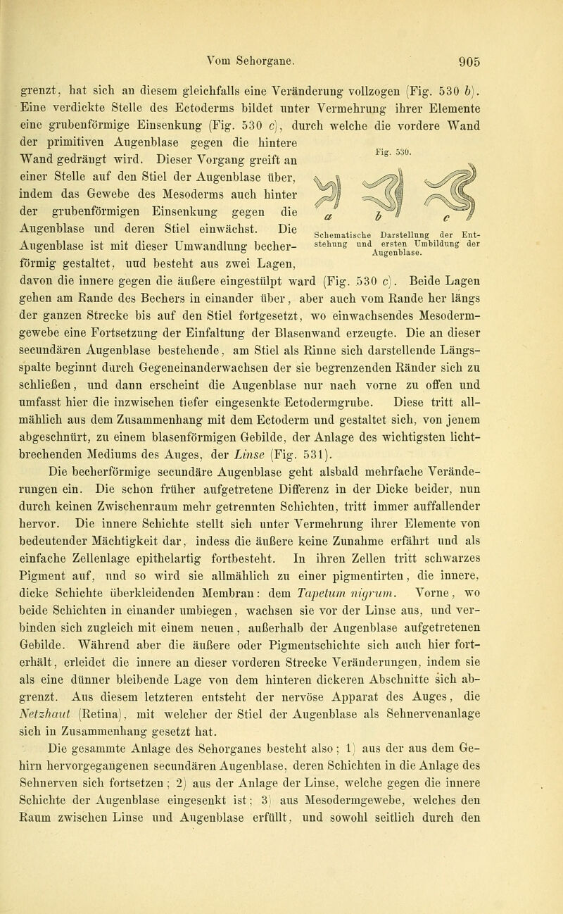 Fig. 530. Schematisclie Darstellung der Ent- stehung und ersten Umbildung der Augenblase. grenzt, hat sich an diesem gleichfalls eine Veränderung vollzogen (Fig. 530 b). Eine verdickte Stelle des Ectoderms bildet unter Vermehrung ihrer Elemente eine grubenförmige Einsenkung (Fig. 530 c), durch welche die vordere Wand der primitiven Augenblase gegen die hintere Wand gedrängt wird. Dieser Vorgang greift an einer Stelle auf den Stiel der Augenblase über, indem das Gewebe des Mesoderms auch hinter der grubenförmigen Einsenkung gegen die Augenblase und deren Stiel einwächst. Die Augenblase ist mit dieser Umwandlung becher- förmig gestaltet; und besteht aus zwei Lagen, davon die innere gegen die äußere eingestülpt ward (Fig. .530 c). Beide Lagen gehen am Rande des Bechers in einander über, aber auch vom Rande her längs der ganzen Strecke bis auf den Stiel fortgesetzt, wo einwachsendes Mesoderm- gewebe eine Fortsetzung der Einfaltung der Blasenwand erzeugte. Die an dieser secundären Augenblase bestehende, am Stiel als Rinne sich darstellende Längs- spalte beginnt durch Gegeneinanderwachsen der sie begrenzenden Ränder sich zu schließen, und dann erscheint die Augenblase nur nach vorne zu offen und umfasst hier die inzwischen tiefer eingesenkte Ectodermgrube. Diese tritt all- mählich aus dem Zusammenhang mit dem Ectoderm und gestaltet sich, von jenem abgeschnürt, zu einem blasenförmigen Gebilde, der Anlage des wichtigsten licht- brechenden Mediums des Auges, der Linse (Fig. 531). Die becherförmige secundäre Augenblase geht alsbald mehrfache Verände- rungen ein. Die schon früher aufgetretene Differenz in der Dicke beider, nun durch keinen Zwischenraum mehr getrennten Schichten, tritt immer auffallender hervor. Die innere Schichte stellt sich unter Vermehrung ihrer Elemente von bedeutender Mächtigkeit dar, indess die äußere keine Zunahme erfährt und als einfache Zellenlage epithelartig fortbesteht. In ihren Zellen tritt schwarzes Pigment auf, und so wird sie allmählich zu einer pigmentirten, die innere, dicke Schichte überkleidenden Membran: dem Tapetum nigrum. Vorne, wo beide Schichten in einander umbiegen, wachsen sie vor der Linse aus, und ver- binden sich zugleich mit einem neuen, außerhalb der Augenblase aufgetretenen Gebilde. Während aber die äußere oder Pigmentschichte sich auch hier fort- erhält , erleidet die innere an dieser vorderen Strecke Veränderungen, indem sie als eine dünner bleibende Lage von dem hinteren dickeren Abschnitte sich ab- grenzt. Aus diesem letzteren entsteht der nervöse Apparat des Auges, die Netzhaut (Retina), mit welcher der Stiel der Augenblase als Sehnervenanlage sich in Zusammenhang gesetzt hat. Die gesammte Anlage des Sehorganes besteht also; 1) aus der aus dem Ge- hirn hervorgegangenen secundären Augenblase, deren Schichten in die Anlage des Sehnerven sich fortsetzen ; 2) aus der Anlage der Linse, welche gegen die innere Schichte der Augenblase eingesenkt ist; 3) aus Mesodermgewebe, welches den Raum zwischen Linse und Augenblase erfüllt, und sowohl seitlich durch den