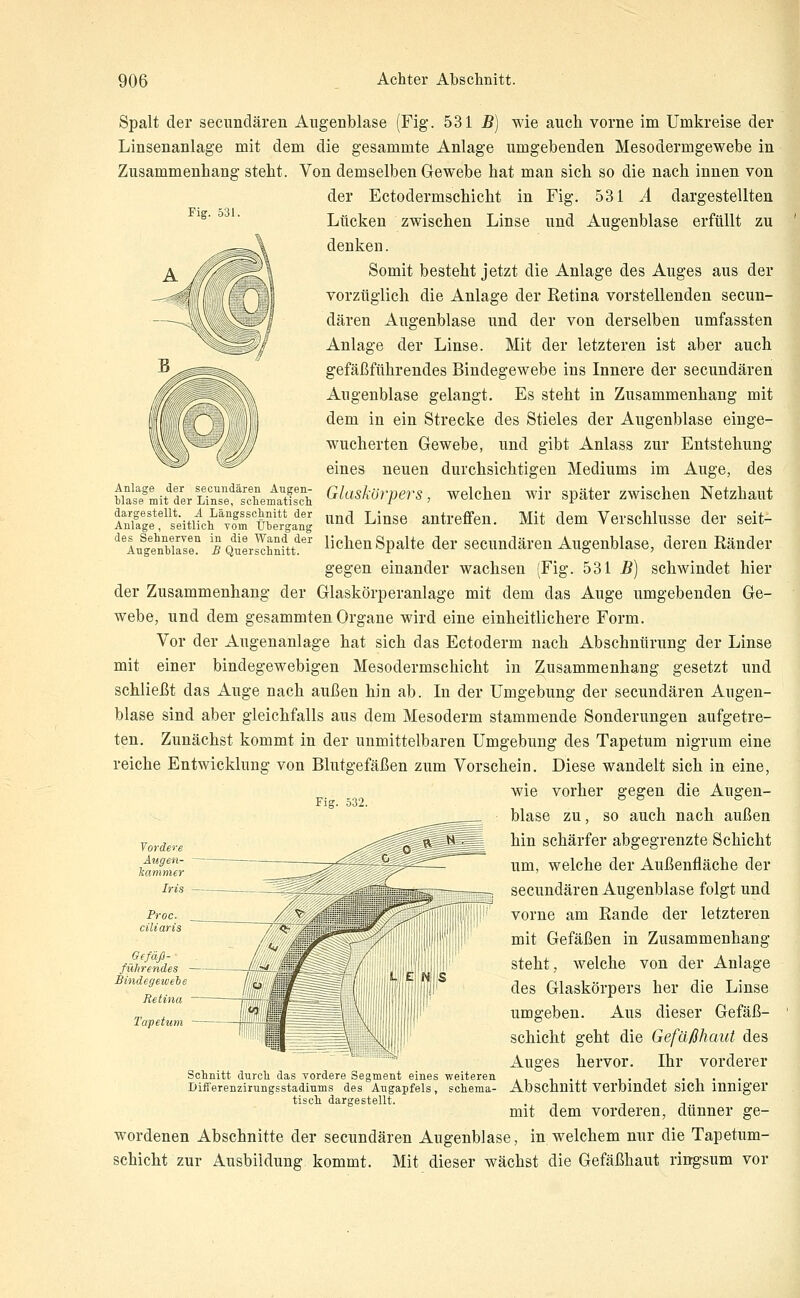 Fig. 531. der secundären Augen- Wase mit der Linse, schematisch. dargestellt. A Längsschnitt der Anlage, seitlich vom Übergang des Sehnerven in die Wand der Augenblase. B Querschnitt. Spalt der secundären Augenblase (Fig. 531 5) wie aucli vorne im Umkreise der Linsenanlage mit dem die gesammte Anlage umgebenden Mesodermgewebe in Zusammenhang steht. Von demselben Gewebe hat man sich so die nach innen von der Ectodermschicht in Fig. 531 A dargestellten Lücken zwischen Linse und Augenblase erfüllt zu denken. Somit besteht jetzt die Anlage des Auges aus der vorzüglich die Anlage der Retina vorstellenden secun- dären Augenblase und der von derselben umfassten Anlage der Linse. Mit der letzteren ist aber auch gefäßführendes Bindegewebe ins Innere der secundären Augenblase gelangt. Es steht in Zusammenhang mit dem in ein Strecke des Stieles der Augenblase einge- wucherten Gewebe, und gibt Anlass zur Entstehung eines neuen durchsichtigen Mediums im Auge, des Glaskörpers, welchen wir später zwischen Netzhaut und Linse antreffen. Mit dem Verschlusse der seit- lichen Spalte der secundären Augenblase, deren Ränder gegen einander wachsen (Fig. 531 5) schwindet hier der Zusammenhang der Glaskörperanlage mit dem das Auge umgebenden Ge- webe, und dem gesammten Organe wird eine einheitlichere Form. Vor der Augenanlage hat sich das Ectoderm nach Abschnürung der Linse mit einer bindegewebigen Mesodermschicht in Zusammenhang gesetzt und schließt das Auge nach außen hin ab. In der Umgebung der secundären Augen- blase sind aber gleichfalls aus dem Mesoderm stammende Sonderungen aufgetre- ten. Zunächst kommt in der unmittelbaren Umgebung des Tapetum nigrum eine reiche Entwicklung von Blutgefäßen zum Vorschein. Diese wandelt sich in eine, wie vorher gegen die Augen- blase zu, so auch nach außen hin schärfer abgegrenzte Schicht um, welche der Außenfläche der secundären Augenblase folgt und vorne am Rande der letzteren mit Gefäßen in Zusammenhang steht, welche von der Anlage des Glaskörpers her die Linse umgeben. Aus dieser Gefäß- schicht geht die Gefäßhaut des Auges hervor. Ihr vorderer Abschnitt verbindet sich inniger mit dem vorderen, dünner ge- wordenen Abschnitte der secundären Augenblase, in welchem nur die Tapetum- schicht zur Ausbildung, kommt. Mit dieser wächst die Gefäßhaut rii^sum vor Fig. 532. Vordere Gefäß- führendes — -™— Bindegewele iMk Schnitt durch das vordere Segment eines weiteren Diiferenzirungsstadiums des Augapfels, schema- tisch dargestellt.