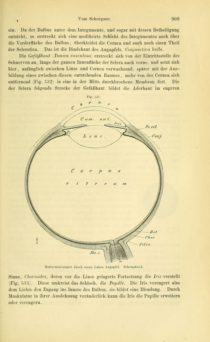 ein. Da der Bulbus unter dem Integumente, und sogar mit dessen Betheiligung entstellt, so erstreckt sich eine modificirte Schicht des Integumentes auch über die Vorderfläche des Bulbus, überkleidet die Cornea und auch noch einen Theil der Sclerotica. Das ist die Bindehaut des Augapfels, Conjunctiva hulhi. Die Gefäßhaut [Tunica vasculosa) erstreckt sich von der Eintrittsstelle des Sehnerven an, längs der ganzen Innenfläche der Sclera nach vorne, und setzt sich hier, anfänglich zwischen Linse und Cornea vorwachsend, später mit der Aus- bildung eines zwischen diesen entstehenden Raumes, mehr von der Cornea sich entfernend (Fig. 532) in eine in der Mitte durchbrochene Membran fort. Die der Sclera folgende Strecke der Gefäßhaut bildet die Aderhaut im engeren Conj. Horizontalsclmitt durcli einen linteii Augapfel. Schematiscli. Sinne, Chorioides, deren vor die Linse gelagerte Fortsetzung die Iris vorstellt (Fig. 533). Diese umkreist das Sehloch, die Pupille. Die Iris verengert also dem Lichte den Zugang ins Innere des Bulbus, sie bildet eine Blendung. Durch Muskulatur in ihrer Ausdehnung veränderlich kann die Iris die Pupille erweitern oder verengern.