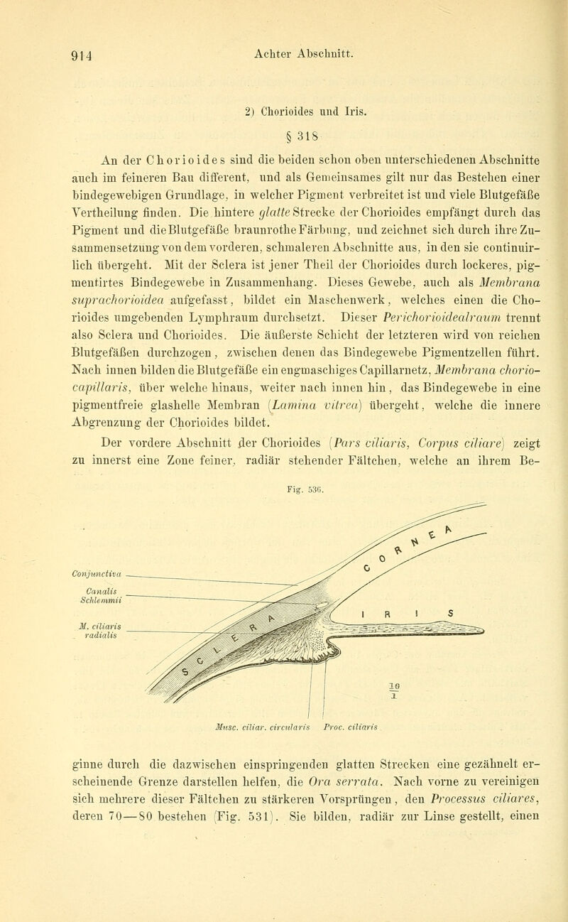 2) Chorioides und Iris. §318- An der Cliorioides sind die beiden schon oben nnterschiedenen Abschnitte auch im feineren Bau different, und als Gemeinsames gilt nur das Bestehen einer bindegewebigen Grundlage, in welcher Pigment verbreitet ist und viele Blutgefäße Vertheilung finden. Die hintere glatte Strecke der Chorioides empfängt durch das Pigment und dieBlutgefäße braunrotheFärbung, und zeichnet sich durch ihre Zu- sammensetzung von dem vorderen, schmaleren Abschnitte aus, in den sie continuir- lich übergeht. Mit der Sclera ist jener Theil der Chorioides durch lockeres, pig- mentirtes Bindegewebe in Zusammenhang. Dieses Gewebe, auch als Membrana suprachorioidea siufgeiasst, bildet ein Maschenwerk, welches einen die Cho- rioides umgebenden Lymphraum durchsetzt. Dieser Perichorioidealraum trennt also Sclera und Chorioides. Die äußerste Schicht der letzteren wird von reichen Blutgefäßen durchzogen , zwischen denen das Bindegewebe Pigmentzellen führt. Nach innen bilden die Blutgefäße ein engmaschiges Capillarnetz, Membrana chorio- capillaris, über welche hinaus, weiter nach innen hin, das Bindegewebe in eine pigmentfreie glashelle Membran [Lamina vitrea) übergeht, welche die innere Abgrenzung der Chorioides bildet. Der vordere Abschnitt der Chorioides [Pars ciliaris, Corpus ciliare) zeigt zu innerst eine Zone feiner, radiär stehender Fältchen, welche an ihrem Be- Fig. 530. Conjunctiva Muse, ciliar, circularis Proc. ciliaris ginne durch die dazwischen einspringenden glatten Strecken eine gezähnelt er- scheinende Grenze darstellen helfen, die Ora serrata. Nach vorne zu vereinigen sich mehrere dieser Fältchen zu stärkeren Vorsprüngen, den Processus ciliares, deren 70—80 bestehen (Fig. 531). Sie bilden, radiär zur Linse gestellt, einen