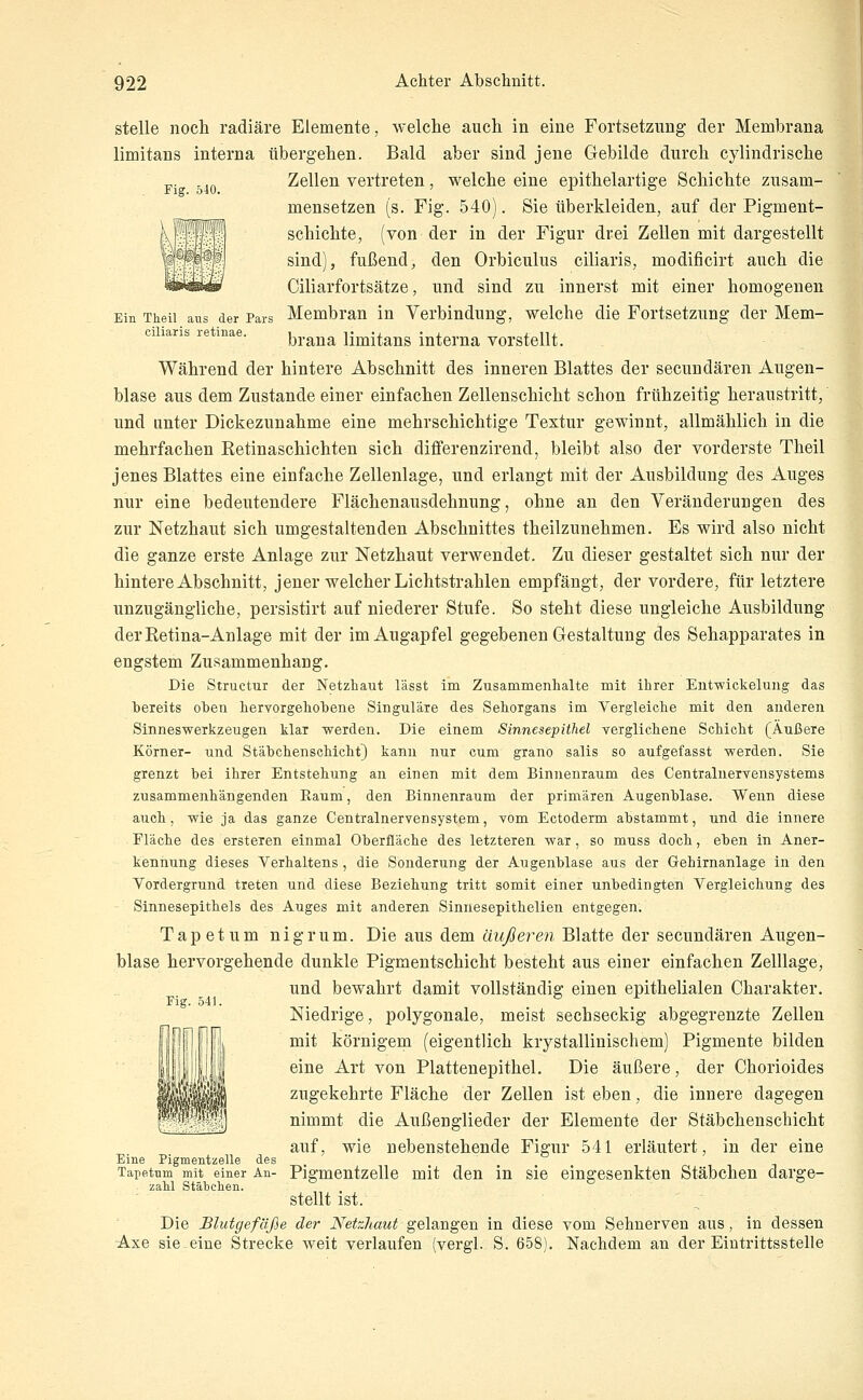 Fig. 540. Ein Tkeil ans der Pars ciliaris retinae. stelle noch radiäre Elemente, welche auch in eine Fortsetzung der Membrana limitans interna übergehen. Bald aber sind jene Gebilde durch cylindrische Zellen vertreten, welche eine epithelartige Schichte zusam- mensetzen (s. Fig. 540). Sie überkleiden, auf der Pigment- schichte, (von der in der Figur drei Zellen mit dargestellt sind), fußend, den Orbiculus ciliaris, modificirt auch die Ciliarfortsätze, und sind zu innerst mit einer homogenen Membran in Verbindung, welche die Fortsetzung der Mem- brana limitans interna vorstellt. Während der hintere Abschnitt des inneren Blattes der secundären Augen- blase aus dem Zustande einer einfachen Zellenschicht schon frühzeitig heraustritt, und unter Dickezunahme eine mehrschichtige Textur gewinnt, allmählich in die mehrfachen Retinaschichten sich differenzirend, bleibt also der vorderste Theil jenes Blattes eine einfache Zellenlage, und erlangt mit der Ausbildung des Auges nur eine bedeutendere Fiächenausdehnung, ohne an den Veränderungen des zur Netzhaut sich umgestaltenden Abschnittes theilzunehmen. Es wird also nicht die ganze erste Anlage zur Netzhaut verwendet. Zu dieser gestaltet sich nur der hintere Abschnitt, jener welcher Lichtstrahlen empfängt, der vordere, für letztere unzugängliche, persistirt auf niederer Stufe. So steht diese ungleiche Ausbildung der Retina-Anlage mit der im Augapfel gegebenen Gestaltung des Sehapparates in engstem Zusammenhang. Die Structur der Netzhaut lässt im Zusammenhalte mit ihrer Ent-wickeluiig das bereits oben hervorgehobene Singulare des Sehorgans im Vergleiche mit den anderen Sinneswerkzeugen klar werden. Die einem Sinnesepithel verglichene Schicht (Äußere Körner- und Stäbchensohicht) kann nur cum grano salis so aufgefasst werden. Sie grenzt bei ihrer Entstehung an einen mit dem Binnenraum des Centraluervensystems zusammenhängenden Raum, den Binnenraum der primären Augenblase. Wenn diese auch, wie ja das ganze Centralnervensystem, vom Ectoderm abstammt, und die innere Fläche des ersteren einmal Oberfläche des letzteren war, so muss doch, eben in Aner- kennung dieses Verhaltens , die Sonderung der Augenblase aus der Gehirnanlage in den Vordergrund treten und diese Beziehung tritt somit einer unbedingten Vergleichung des Sinnesepithels des Auges mit anderen Sinnesepithelien entgegen. Tapet um nigrum. Die aus dem äußeren Blatte der secundären Augen- blase hervorgehende dunkle Pigmentschicht besteht aus einer einfachen Zelllage, und bewahrt damit vollständig einen epithelialen Charakter. Niedrige, polygonale, meist sechseckig abgegrenzte Zellen mit körnigem (eigentlich krystallinischem) Pigmente bilden eine Art von Plattenepithel, Die äußere, der Chorioides zugekehrte Fläche der Zellen ist eben, die innere dagegen nimmt die Außenglieder der Elemente der Stäbchenschicht auf, wie nebenstehende Figur 541 erläutert, in der eine Pigmentzelle mit den in sie eingesenkten Stäbchen darge- stellt ist. Die Blutgefäße der Netzhaut gelangen in diese vom Sehnerven aus, in dessen Axe sie eine Strecke weit verlaufen (vergl. S. 658). Nachdem an der Eintrittsstelle Fig. 541. Eine Pigmentzelle des Tapettim mit einer An- zahl Stäbchen.