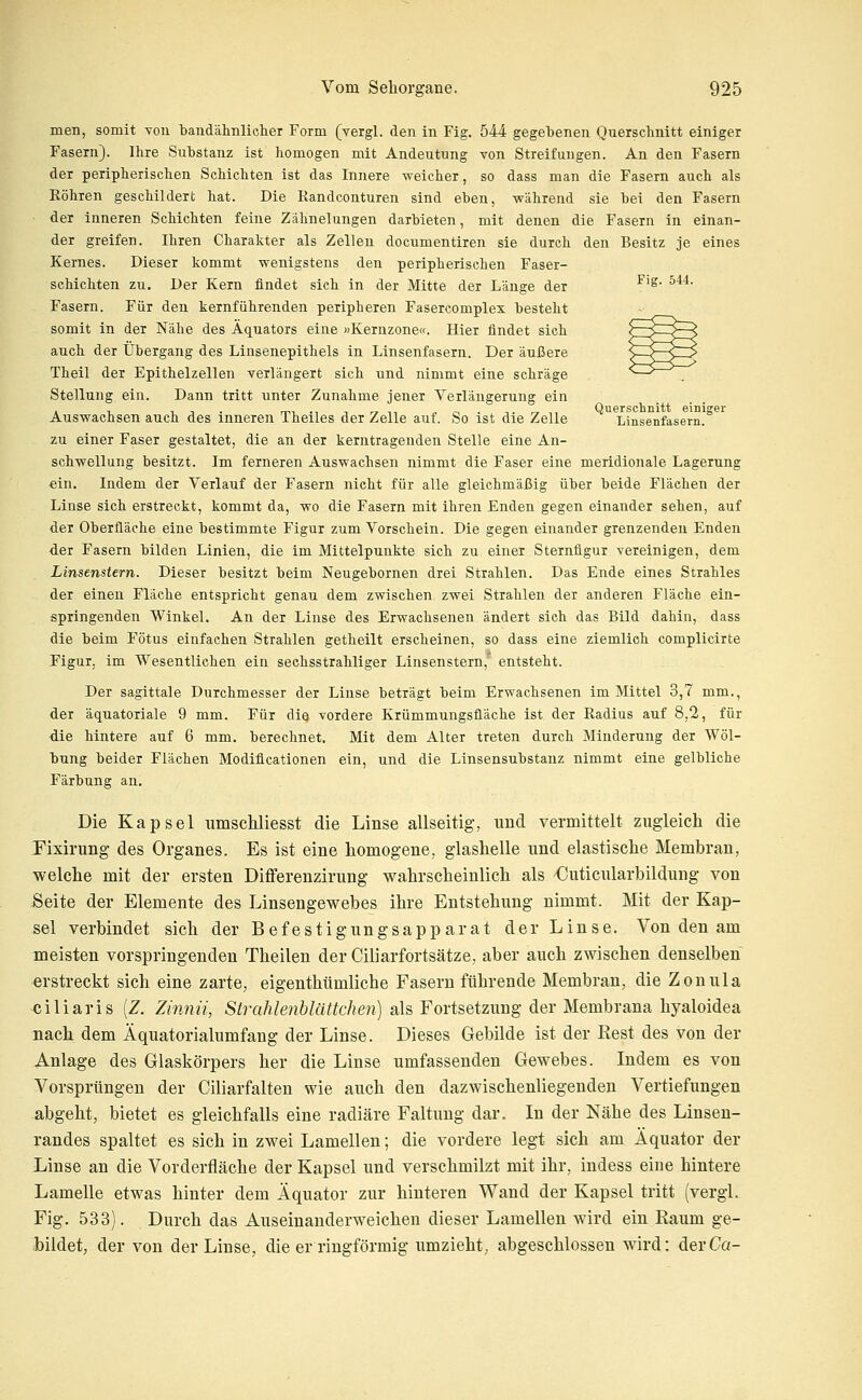 men, somit -von bandähnlicher Form (vergl. den in Fig. 544 gegebenen Querschnitt einiger Fasern). Ihre Substanz ist homogen mit Andeutung von Streifungen. An den Fasern der peripherischen Schichten Ist das Innere weicher, so dass man die Fasern auch als Röhren geschildert hat. Die Randconturen sind eben, während sie bei den Fasern ■ der inneren Schichten feine Zähnelungen darbieten, mit denen die Fasern in einan- der greifen. Ihren Charakter als Zellen documentiren sie durch den Besitz je eines Kernes. Dieser kommt wenigstens den peripherischen Faser- schichten zu. Der Kern findet sich in der Mitte der Länge der ^'^' ^'^'^' Fasern. Für den kernführenden peripheren Fasercomplex besteht somit in der Nähe des Äquators eine »Kernzone«. Hier findet sich auch der Übergang des Linsenepithels in Linsenfasern. Der äußere Theil der Epithelzellen verlängert sich und nimmt eine schräge Stellung ein. Dann tritt unter Zunahme jener Verlängerung ein A 1. IT. mi ., 1 rr 1, „ r, . -,. rz, ., Querschüitt einiger Auswachsen auch des inneren Theiles der Zelle auf. So ist die Zelle Linsenfasern. zu einer Faser gestaltet, die an der kerntragenden Stelle eine An- schwellung besitzt. Im ferneren Auswachsen nimmt die Faser eine meridionale Lagerung ein. Indem der Verlauf der Fasern nicht für alle gleichmäßig über beide Flächen der Linse sich erstreckt, kommt da, wo die Fasern mit ihren Enden gegen einander sehen, auf der Oberfläche eine bestimmte Figur zum Vorschein. Die gegen einander grenzenden Enden der Fasern bilden Linien, die im Mittelpunkte sich zu einer Sternflgur vereinigen, dem Linsenstern. Dieser besitzt beim Neugebornen drei Strahlen. Das Ende eines Strahles der einen Fläche entspricht genau dem zwischen zwei Strahlen der anderen Fläche ein- springenden Winkel. An der Linse des Erwachsenen ändert sich das Bild dahin, dass die beim Fötus einfachen Strahlen getheilt erscheinen, so dass eine ziemlieh complicirte Figur, im Wesentlichen ein sechsstrahliger Linsenstern, entsteht. Der sagittale Durchmesser der Linse beträgt beim Erwachsenen im Mittel 3,7 mm., der äquatoriale 9 mm. Für die vordere Krümmungsfläche ist der Radius auf 8,2, für die hintere auf 6 mm. berechnet. Mit dem Alter treten durch Minderung der Wöl- bung beider Flächen Modiflcationen ein, und die Linsensubstanz nimmt eine gelbliche Färbung an. Die Kapsel umscliliesst die Linse allseitig, und vermittelt zugleicli die Fixirung des Organes. Es ist eine homogene, glashelle und elastische Membran, welche mit der ersten Differenzirung wahrscheinlich als Cuticularbildung von Seite der Elemente des Linsengewebes ihre Entstehung nimmt. Mit der Kap- sel verbindet sich der Befestigungsapparat der Linse. Von den am meisten vorspringenden Theilen der Ciliarfortsätze, aber auch zwischen denselben erstreckt sich eine zarte, eigenthümliche Fasern führende Membran, die Zonula ciliaris (Z. Zinnii, Sirahlenblättchen) als Fortsetzung der Membrana hyaloidea nach dem Äquatorialumfang der Linse. Dieses Gebilde ist der Rest des von der Anlage des Glaskörpers her die Linse umfassenden Gewebes. Indem es von Vorsprüngen der Ciliarfalten wie auch den dazwischenliegenden Vertiefungen abgeht, bietet es gleichfalls eine radiäre Faltung dar. In der Nähe des Linsen- randes spaltet es sich in zwei Lamellen; die vordere legt sich am Äquator der Linse an die Vorderfläche der Kapsel und verschmilzt mit ihr, indess eine hintere Lamelle etwas hinter dem Äquator zur hinteren Wand der Kapsel tritt (vergl. Fig. 533). Durch das Auseinanderweichen dieser Lamellen wird ein Raum ge- hildet, der von der Linse, die er ringförmig umzieht, abgeschlossen wird: der Ca-