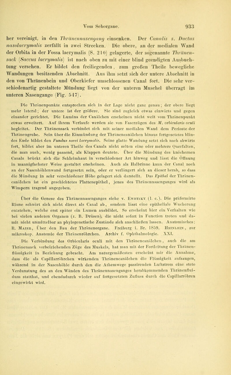 her vereinigt, in den Thränennasengang einsenken. Der Canalis s. Ductus nasolacrymalis zerfällt in zwei Strecken. Die obere, an der medialen Wand der Orbita in der Fossa lacrymalis (S. 210) gelagerte, der sogenannte Thränen- sacli [Saccus lacrymalis) ist nach oben zu mit einer blind geendigten Ausbuch- tung versehen. Er bildet den freiliegenden, zum großen Theile bewegliche Wandungen besitzenden Abschnitt. Aus ihm setzt sich der untere Abschnitt in den von Thränenbein und Oberkiefer umschlossenen Canal fort. Die sehr ver- schiedenartig gestaltete Mündung liegt von der unteren Muschel überragt im unteren Nasengange (Fig. 547). Die Thränenpunkte eiitsprecheii sich in der Lage nicht ganz genau; der obere liegt mehr lateral; der untere ist der größere. Sie sind zugleich etwas einwärts und gegen einander gerichtet. Die Lumina der Canälchen erscheinen nicht weit vom Thränenpunkt etwas erweitert. Auf ihrem Verlaufe werden sie von Faserzügen des M. orbicidaris oculi begleitet. Der Thränensack verbindet sich mit seiner medialen Wand dem Perioste der Thränengrube. Sein über die Einmündung der Thränencanälchen hinaus fortgesetztes blin- des Ende bildet den Fundus sacci lacrymalis. Seine glatte Wandung setzt sich nacli abwärts fort, bildet aber im unteren Theile des Canals nicht selten eine oder mehrere Querfalten, die man auch, wenig passend, als Klappen deutete. Über die Mündung des knöchernen Canals brückt sich die Schleimhaut in verschiedener Art hinweg und lässt die Öffnung in mannigfachster Weise gestaltet erscheinen. Auch als Halbrinne kann der Canal noch au der Nasenhöhlenwand fortgesetzt sein, oder er verlängert sich au dieser herab, so dass die Mündung in sehr verschiedener Höhe gelagert sich darstellt. Das Epithel der Thränen- canälchen ist ein geschichtetes Plattenepithel, jenes des Thränenuasenganges wird als Wimpern tragend angegeben. Über die Genese des Thränenuasenganges siehe v. Ewetzkt (1. c.}. Die präformirte Einne schnürt sich nicht direct als Canal ab, sondern lässt eine epitheliale Wucherung entstehen, welche erst später ein Lumen ausbildet. So erscheint hier ein Verhalten wie bei vielen anderen Organen (z. B. Drüsen), die nicht sofort in Function treten und da- mit nicht unmittelbar an phylogenetische Zustände sich anschließen lassen. Anatomisches: R. Maiee, Über den Bau der Thränenorgane. Freiburg i. Br. 1859. Hbinlein , zur mikroskop. Anatomie der Thränenröhrchen. Archiv f. Ophthalmologie. XXI. Die Verbindung des Orbicularis oculi mit den Thränencanälchen, auch die am Thränensack vorbeiziehenden Züge des Muskels, hat man mit der Fortleitung der Thränen- üüssigkeit in Beziehung gebracht. Am naturgemäßesten erscheint mir die Annahme, dass die als Capillarröhrchen wirkenden Thränencanälchen die Flüssigkeit aufsaugen, während in der Nasenhöhle durch den die Athemwege passirenden Luftstrom eine stete Verdunstung des an den Wänden des Thränenuasenganges herabkommenden Thränenfiui- dum statthat, und ebendadurch wieder auf fortgesetzten Zufluss durch die Capillarröhreu eingewirkt wird.