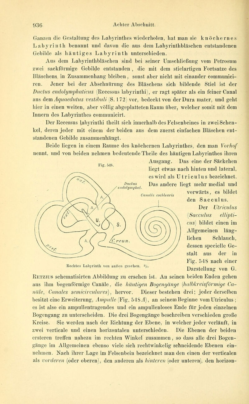 Fig. 548. Ductus mpJiat. Canalis cochlearis Ganzen die Gestaltung des Labyrinthes wiederholen, hat man sie knöchernes Labyrinth benannt und davon die aus dem Labyrinthbläschen entstandenen Gebilde als häutiges Labyrinth unterschieden. Aus dem Labyrinthbläschen sind bei seiner Umschließung vom Petrosum zwei sackförmige Gebilde entstanden , die mit dem stielartigen Fortsatze des Bläschens in Zusammenhang bleiben, sonst aber nicht mit einander communici- ren. Jener bei der Abschnürung des Bläschens sich bildende Stiel ist der Ductus endolymphaticus (Recessus labyrinthi), er ragt später als ein feiner Canal aus dem Äquaedutus vestihuli (S. 172) vor, bedeckt von der Dura mater, und geht hier in einen weiten, aber völlig abgeplatteten Raum über, welcher somit mit dem Innern des Labyrinthes communicirt. Der Recessus labyrinthi theilt sich innerhalb des Felsenbeines in zwei Schen- kel, deren jeder mit einem der beiden aus dem zuerst einfachen Bläschen ent- standenen Gebilde zusammenhängt. Beide liegen in einem Räume des knöchernen Labyrinthes, den man Vorhof nennt, und von beiden nehmen bedeutende Theile des häutigen Labyrinthes ihren Ausgang. Das eine der Säckchen liegt etwas nach hinten und lateral, es wird als ütriculus bezeichnet. Das andere liegt mehr medial und vorwärts, es bildet den Sacculus. Der ütriculus {Sacculus ellipti- cus) bildet einen im Allgemeinen läng- lichen Schlauch, dessen specielle Ge- stalt aus der in Fig. 548 nach einer Rechtes Labyrinth von außen gesehen. 51,. t^ , i, r^ Darstellung von G. Retzius schematisirten Abbildung zu ersehen ist. An seinen beiden Enden gehen aus ihm bogenförmige Canäle, die häutigen Bogengänge [halhkreisförinige Ca- näle, Canales semicircidares), hervor. Dieser bestehen drei; jeder derselben besitzt eine Erweiterung, Ampulle (Fig. 548.^4), an seinem Beginne vom ütriculus ; es ist also ein ampullentragendes und ein ampullenloses Ende für jeden einzelnen Bogengang zu unterscheiden. Die drei Bogengänge beschreiben verschieden große Kreise. Sie werden nach der Richtung der Ebene, in welcher jeder verläuft, in zwei verticale und einen horizontalen unterschieden. Die Ebenen der beiden ersteren treffen nahezu im rechten Winkel zusammen, so dass alle drei Bogen- gänge im Allgemeinen ebenso viele sich rechtwinkelig schneidende Ebenen ein- nehmen. Nach ihrer Lage im Felsenbein bezeichnet man den einen der verticalen als vorderen (oder oberen), den anderen als hinteren (oder unteren), den horizon-