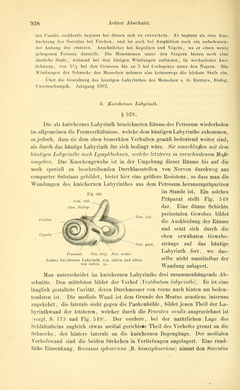 der Caiialis cochlearis begiunt bei diesen sich zu entwickeln. Er beginnt als eine Aus- buchtung des Sacculus bei Fischen, und ist auch bei Amphibien noch ein unbedeuten- der A]ihang des ersteien. Ansehnlicher bei Reptilien und Vögeln, wo er einen wenig gebogenen Fortsatz darstellt. Die Monotremen unter den Säugern bieten noch eine ähnliche Stufe, während bei den übrigen Windungen auftreten, in wechselnder Aus- dehnung, von 11/2 hei den Cetaceen bis zu 5 bei Coelogenys unter den Nagern. Die Windungen der Schnecke des Menschen nehmen also keineswegs die höchste Stufe ein. Über die Gestaltung des häutigen Labyrinthes des Menschen s. G. Retzius, Biolog. Untersuchungelh. Jahrgang 1882. Fig. 549. Can. ant. Call Fallop Cochlea Cupula Call. ext. b. Knöchernes Labyrinth. § 328. Die als knöchernes Labyrintli bezeichneten Räume des Petrosum wiederholen im allgemeinen die Formverhältnisse, welche dem häutigen Labyrinthe zukommen, sojedoch, dass sie dem oben bemerkten Verhalten gemäß bedeutend weiter sind, als durch das häutige Labyrinth für sich bedingt wäre. Sie umschließen mit dem häutigen Labyrinthe noch Lymphhahnen, ivelche. letzteres in verschiedenem Maße umgeben. Das Knochengewebe ist in der Umgebung dieser Räume bis auf die noch speciell zu beschreibenden Durchlassstellen von Nerven durchweg aus compacter Substanz gebildet, bietet hier eine größere Resistenz, so dass man die Wandungen des knöchernen Labyrinthes aus dem Pßtrosum herauszupräpariren im Stande ist. Ein solches Präparat stellt Fig. 549 dar. Eine dünne Schichte periostalen Gewebes bildet die Auskleidung der Räume und setzt sich durch die oben erwähnten Gewebs- stränge auf das häutige Labyrinth fort, wo das- selbe nicht unmittelbar der Wandung anlagert. Man unterscheidet im knöchernen Labyrinthe drei zusammenhängende Ab- schnitte. Den mittelsten bildet der Vorhof [Vestibulum labyrinthi). Es ist eine länglich gestaltete Cavität, deren Durchmesser von vorne nach hinten am bedeu- tendsten ist. Die mediale Wand ist dem Grunde des Meatus acusticus internus zugekehrt, die laterale sieht gegen die Pa^ukenhöhle, bildet jenen Theil der La- byrinthwand der letzteren, welcher durch die Fenestra ovalis ausgezeichnet ist (vergl. S. 173 und Fig. 549). Der vordere, bei der natürlichen Lage des Schläfenbeins zugleich etwas medial gerichtete Theil des Vorhofes grenzt an die Schnecke, der hintere laterale an die knöchernen Bogengänge. Der medialen Vorhofswand sind die beiden Säckchen in Vertiefungen angelagert. Eine rund- liche Einsenkung, Recessus sphaericus [R. hemisphaericus) nimmt den Sacculus Can. post. Promont. Fen. triq. Feii. ovalis Liukes knöchernes Labyrinth von außen und etwas von unten. 2I1.