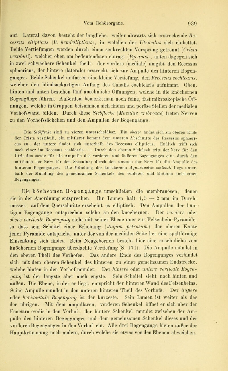 auf. Lateral davon besteht der längliche, weiter abwärts sich erstreckende Re- cessKS ellipticus [R. hemiellipticus), in welchen der Utriculus sich einbettet. Beide Vertiefungen werden durch einen senkrechten Vorsprung getrennt [Crista vestihuli), welcher oben am bedeutendsten einragt [Pyramis], unten dagegen sich in zwei schwächere Schenkel theilt; der vordere (mediale) umgibt den Recessus sphaericus, der hintere (laterale) erstreckt sich zur Ampulle des hinteren Bogen- ganges. Bei4e Schenkel umfassen eine kleine Vertiefung, den Recessus cochlearis, welcher den blindsackartigen Anfang des Canalis cochlearis aufnimmt. Oben, hinten und unten bestehen fünf ansehnliche Öflfnungen, welche in die knöchernen Bogengänge führen. Außerdem bemerkt man noch feine, fast mikroskopische Öff- nungen, welche in Gruppen beisammen sich finden und poröse Stellen der medialen Vorhofswand bilden. Durch diese Siebflecke [Maculae crHhrosae) treten Nerven zu den Vorhofssäckchen und den Ampullen der Bogengänge. Die Siebflecke sind zu vieren untersclieidbar. Ein oherer findet sich am oberen Ende der Crista vestibuli, ein mittlerer kommt dem unteren Abschnitte des Recessus sphaeri- cus zu, der untere findet sich unterhalb des Recessus ellipticus. Endlich trifft sich noch einer im Recessus cochlearis. — Durch den oberen Siebfleck tritt der Nerv für den Utriculus sowie für die Ampulle des vorderen und äußeren Bogenganges ein; durch den mittleren der Nerv für den Sacculus; durch den unteren der Nerv für die Ampulle des hinteren Bogenganges. Die Mündung des knöchernen Aquaeductus vestihuli liegt unter- halb der Mündung des gemeinsamen Schenkels des vorderen und hinteren knöchernen Die kochernen Bogengänge umschließen die membranösen, denen sie in der Anordnung entsprechen. Ihr Lumen hält 1,5 — 2 mm im Durch- messer; auf dem Querschnitte erscheint es elliptisch. Den Ampullen der häu- tigen Bogengänge entsprechen solche an den knöchernen. Der vordere oder obere verticale Bogengang steht mit seiner Ebene quer zur Felsenbein-Pyramide, so dass sein Scheitel einer Erhebung [Jugum ■petrosum) der oberen Kante jener Pyramide entspricht, unter der von der medialen Seite her eine spaltförmige Einsenkung sich findet. Beim Neugebornen besteht hier eine ansehnliche vom knöchernen Bogengänge überdachte Vertiefung (S. 171). Die Ampulle mündet in den oberen Theil des Vorhofes. Das andere Ende des Bogenganges verbindet sich mit dem oberen Schenkel des hinteren zu einer gemeinsamen Endstrecke, welche hinten in den Vorhof mündet. Der hintere oder untere verticale Bogen- gang ist der längste aber auch engste. Sein Scheitel sieht nach hinten und außen. Die Ebene, Inder er liegt, entspricht der hinteren Wand des Felsenbeins. Seine Ampulle mündet in den unteren hinteren Theil des Vorhofs. Der äußere oder horizontale Bogengang ist der kürzeste. Sein Lumen ist weiter als das der übrigen. Mit dem ampullaren, vorderen Schenkel öfinet er sich über der Fenestra ovalis in den Vorhof; der hintere Schenkel mündet zwischen der Am- pulle des hinteren Bogenganges und dem gemeinsamen Schenkel dieses und des vorderen Bogenganges in den Vorhof ein. Alle drei Bogengänge bieten außer der Hauptkrümmung noch andere, durch welche sie etwas von den Ebenen abweichen.