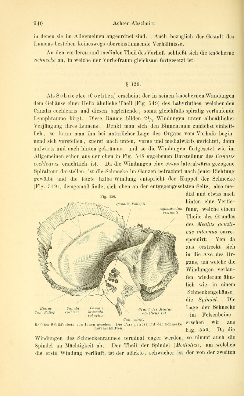 in denen sie im Allgemeinen angeordnet sind. Auch bezüglich der Gestalt des Lumens bestehen keineswegs tibereinstimmende Verhältnisse. An den vorderen und medialen Theil des Vorhofs schließt sich die knöcherne Schnecke an, in welche der Vorhofraum gleichsam fortgesetzt ist. § 329. Als Schnecke (Cochlea) erscheint der in seinen knöchernen Wandungen dem Gehäuse einer Helix ähnliche Theil (Fig. 549) des Labyrinthes, welcher den Canalis cochlearis und diesen begleitende , somit gleichfalls spiralig verlaufende Lymphräume birgt. Diese Räume bilden 2Y2 Windungen unter allmählicher Verjüngung ihres Lumens. Denkt man sich den Binnenraum zunächst einheit- lich , so kann man ihn bei natürlicher Lage des Organs vom Vorhofe begin- nend sich vorstellen, zuerst nach unten, vorne und medialwärts gerichtet, dann aufwärts und nach hinten gekrümmt, und so die Windungen fortgesetzt wie im Allgemeinen schon aus der oben in Fig. 548 gegebenen Darstellung des Canalis coclilearis ersichtlich ist. Da die Windungen eine etwas lateralwärts gezogene Spiraltour darstellen, ist die Schnecke im Ganzen betrachtet nach jener Richtung gewölbt und die letzte halbe Windung entspricht der Kuppel der Schnecke (Fig. 549), demgemäß findet sich oben an der entgegengesetzten Seite, also me- „. „„ dial und etwas nach . Flg. 5o0. hinten eine Vertie- fung, welche einem Theile des Grundes des Mealus acusti- cus internus corre- spondirt. Von da aus erstreckt sich in die Axe des Or- gans, um welche die Windungen verlau- fen, wiederum ähn- lich wie in einem Schneckengehäuse, die Spindel. Die Lage der Schnecke im Felsenbeine ersehen wir aus Fig. 550. Da die Windungen des Schneckenraumes terminal enger werden, so nimmt auch die Spindel an Mächtigkeit ab. Der Theil der Spindel [Modiolus), um welchen die erste Windung verläuft, ist der stärkte, schwächer ist der von der zweiten Orund des Meatus acusticns int. Can. carot. Kechtes Scliläfenbein von Innen gesellen. Die Pars petrosa mit der Schnecke durchschnitten.
