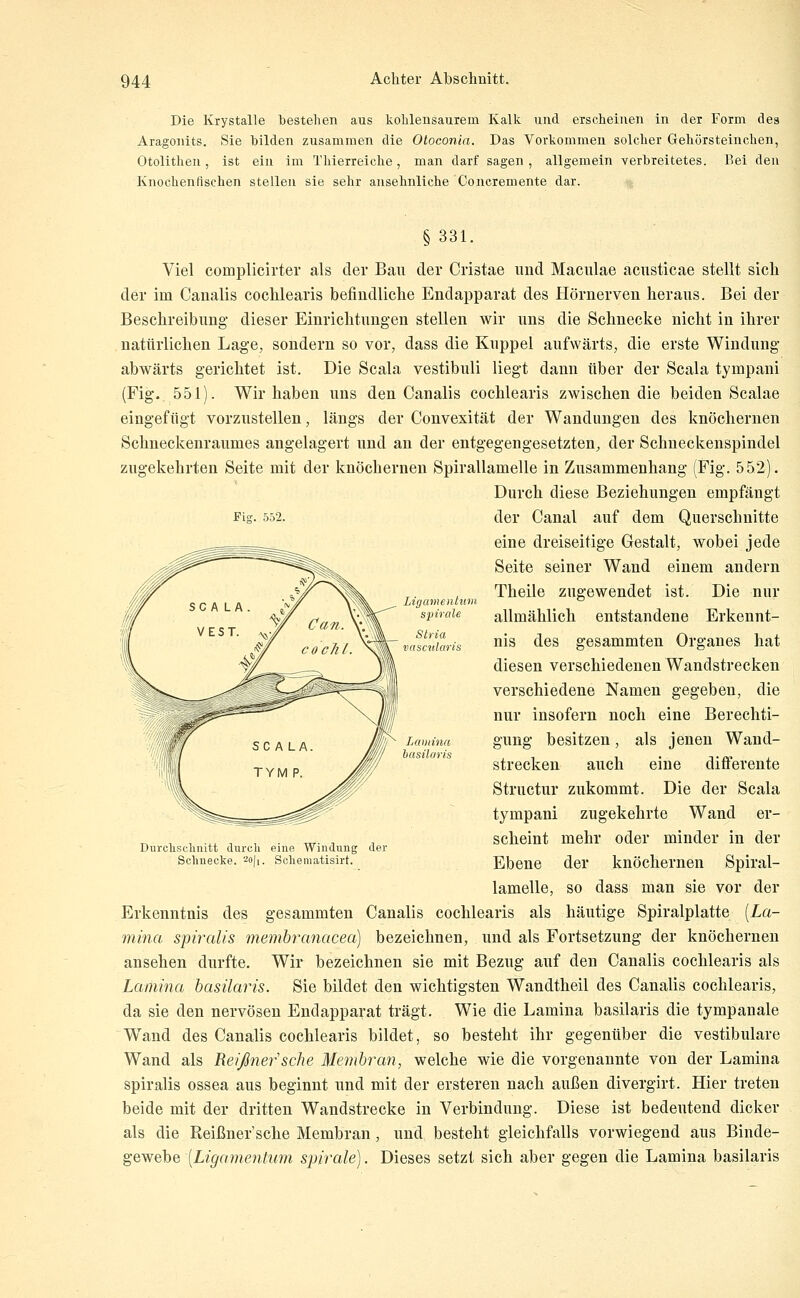 Die Krystalle bestehen aus kohlensaurem Kalk und erscheinen in der Form des Aragonits. Sie bilden zusammen die Oloconia. Das Vorkommen solcher Gehörsteinchen, Otolithen, ist ein im Thierreiche, man darf sagen , allgemein verbreitetes. Bei den Knochenfischen stellen sie sehr ansehnliche Concremente dar. §331. Viel complicirter als der Bau der Cristae und Maculae acusticae stellt sich der im Canalis cochlearis befindliche Endapparat des Hörnerven heraus. Bei der Beschreibung dieser Einrichtungen stellen wir uns die Schnecke nicht in ihrer natürlichen Lage, sondern so vor, dass die Kuppel aufwärts, die erste Windung abwärts gerichtet ist. Die Scala vestibuli liegt dann über der Scala tympani (Fig. 551). Wir haben uns den Canalis cochlearis zwischen die beiden Scalae eingefügt vorzustellen, längs der Convexität der Wandungen des knöchernen Schneckenraumes angelagert und an der entgegengesetzten, der Schneckenspindel zugekehrten Seite mit der knöchernen Spirallamelle in Zusammenhang (Fig. 552). Durch diese Beziehungen empfängt Fig. 552. der Canal auf dem Querschnitte eine dreiseitige Gestalt, wobei jede Seite seiner Wand einem andern Theile zugewendet ist. Die nur allmählich entstandene Erkennt- nis des gesammten Organes hat diesen verschiedenen Wandstrecken verschiedene Namen gegeben, die nur insofern noch eine Berechti- gung besitzen, als jenen Wand- strecken auch eine differente Structur zukommt. Die der Scala tympani zugekehrte Wand er- scheint mehr oder minder in der Ebene der knöchernen Spiral- lamelle, so dass man sie vor der Erkenntnis des gesammten Canalis cochlearis als häutige Spiralplatte [La- niina spiralis memhranacea) bezeichnen, und als Fortsetzung der knöchernen ansehen durfte. Wir bezeichnen sie mit Bezug auf den Canalis cochlearis als Lamina basüaris. Sie bildet den wichtigsten Wandtheil des Canalis cochlearis, da sie den nervösen Endapparat trägt. Wie die Lamina basilaris die tympanale Wand des Canalis cochlearis bildet, so besteht ihr gegenüber die vestibuläre Wand als Reißnefsche Memhrcm, welche wie die vorgenannte von der Lamina spiralis ossea aus beginnt und mit der ersteren nach außen divergirt. Hier treten beide mit der dritten Wandstrecke in Verbindung. Diese ist bedeutend dicker als die Reißner'sche Membran, und besteht gleichfalls vorwiegend aus Binde- gewebe [Ligamentum Spirale). Dieses setzt sich aber gegen die Lamina basilaris Lamina hasüaris Durclisclinitt durch eine Windung der Schnecke. 20(1, Sehematisirt.