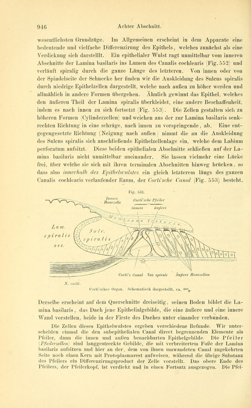 wesentlichsten Grundztige. Im Allgemeinen ersclieint in dem Apparate eine bedeutende und vielfache Differenzirung des Epithels, welches zunächst als eine Verdickung sich darstelllt. Ein epithelialer Wulst ragt unmittelbar vom inneren Abschnitte der Lamina basilaris ins Lumen des Canalis cochlearis (Fig. 552) und verläuft spiralig durch die ganze Länge des letzteren. Von innen oder von der Spindelseite der Schnecke her finden wir die Auskleidung des Sulcus spiralis durch niedrige Epithelzellen dargestellt, welche nach außen zu höher werden und allmählich in andere Formen übergehen. Ähnlich gewinnt das Epithel, welches den äußeren Theil der Lamina spiralis überkleidet, eine andere Beschaffenheit, indem es nach innen zu sich fortsetzt (Fig. 553). Die Zellen gestalten sich zu höheren Formen (Cylinderzellen) und weichen aus der zur Lamina basilaris senk- rechten Richtung in eine schräge, nach innen zu vor.springende, ab. Eine ent- gegengesetzte Richtung (Neigung nach außen) nimmt die an die Auskleidung des Sulcus spiralis sich anschließende Epithelzellenlage ein, welche dem Labium perforatum aufsitzt. Diese beiden epithelialen Abschnitte schließen auf der La- mina basilaris nicht unmittelbar aneinander. Sie lassen vielmehr eine Lücke frei, über welche sie sich mit ihren terminalen Abschnitten hinweg brücken, so dass also innerhalb des Epühelwidstes ein gleich letzterem längs des ganzen Canalis cochlearis verlaufender Raum, der Corti'sche Canal (Fig. 553) besteht. Fig. 553. Corti'sche Pfeiler äußere N. CO cid. C'orti's Canal Vas spirale Äußere Haarzellen Corti'sches Organ. Schematiscli dargestellt, ca. ■'^j.. Derselbe erscheint auf dem Querschnitte dreiseitig, seinen Boden bildet die La- mina basilaris, das Dach jene Epithelialgebilde, die eine äußere und eine innere Wand vorstellen, beide in der Firste des Daches unter einander verbunden. Die Zellen dieses Epithelwulstes ergeben verschiedene Befunde. Wir unter- scheiden einmal die den subepithelialen Canal direet begrenzenden Elemente als Pfeiler, dann die innen und außen benachbarten Epithelgebilde. Die Pfeiler [Pfeilerzellen) sind langgestreckte Gebilde, die mit verbreitertem Fuße der Lamina basilaris aufsitzen und hier an der, dem von ihnen umwandeten Canal zugekehrten Seite noch einen Kern mit Protoplasmarest aufweisen, während die übrige Substanz des Pfeilers ein Differenzirungsproduct der Zelle vorstellt. Das obere Ende des Pfeilers, der Pfeilerkopf, ist verdickt und in einen Fortsatz ausgezogen. Die Pfei-