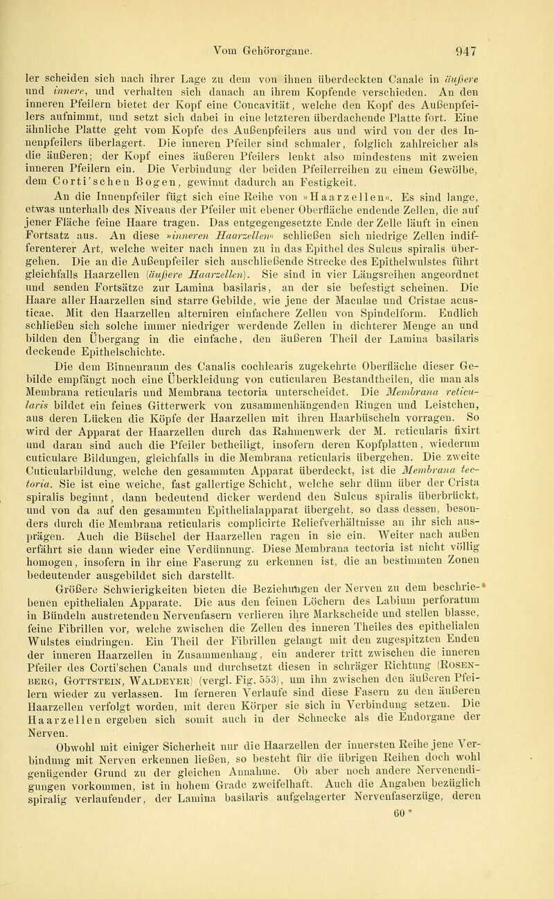 1er scheiden sich nach ihrer Lage zu dem von ihnen überdeckten Canale in äußere und innere, nnd verhalten sich danach an ihrem Kopfende verschieden. An den inneren Pfeilern bietet der Kopf eine Concavität, welche den Kopf des Außenpfei- lers aufnimmt, und setzt sich dabei in eine letzteren überdachende Platte fort. Eine ähnliche Platte geht vom Kopfe des Außenpfeilers aus und wird von der des In- nenpfeilers überlagert. Die inneren Pfeiler sind schmaler, folglich zahlreicher als die äußeren; der Kopf eines äußeren Pfeilers lenkt also mindestens mit zweien inneren Pfeilern ein. Die Verbindung der beiden Pfeilerreihen zu einem Gewölbe, dem Corti'schen Bogen, gewinnt dadurch an Festigkeit. An die Innenpfeiler fügt sich eine Reihe von «Haar z eilen«. Es sind lange, etwas unterhalb des Niveaus der Pfeiler mit ebener Oberfläche endende Zellen, die auf jener Fläche feine Haare tragen. Das entgegengesetzte Ende der Zelle läuft in einen Fortsatz aus. An diese ^nnneren Haai-zellem schließen sich niedrige Zellen indif- ferenterer Art, welche weiter nach innen zu in das Epithel des Sulcus spiralis über- gehen. Die an die Außenpfeiler sich anschließende Strecke des Epithelwulstes führt gleichfalls Haarzellen [äußere Haarzellen]. Sie sind in vier Längsreihen angeordnet und senden Fortsätze zur Lamina basilaris, an der sie befestigt scheinen. Die Haare aller Haarzellen sind starre Gebilde, wie jene der Maculae und Cristae acus- ticae. Mit den Haarzellen alterniren einfachere Zellen von Spindelform. Endlich schließen sich solche immer niedriger werdende Zellen in dichterer Menge an und bilden den Übergang in die einfache, den äußeren Theil der Lamina basilaris deckende Epithelschichte. Die dem Binnenraiim des Canalis cochlearis zugekehrte Oberfläche dieser Ge- bilde empfängt noch eine Überkleidung von cuticularen Bestandtheilen, die man als Membrana reticularis und Membrana tectoria unterscheidet. Die 3iemhrana reticu- laris bildet ein feines Gitterwerk von zusammenhängenden Eingen und Leistchen, aus deren Lücken die Köpfe der Haarzellen mit ihren Haarbüscheln vorragen. So wird der Apparat der Haarzellen durch das Eahmenwerk der M. reticularis fixirt und daran sind auch die Pfeiler betheiligt, insofern deren Kopfplatten, wiederum cuticulare Bildungen, gleichfalls in die Membrana reticularis übergehen. Die zweite Cuticularbildung, welche den gesammten Apparat überdeckt, ist die Memhrana tec- toria. Sie ist eine weiche, fast gallertige Schicht, welche sehr dünn über der Crista spiralis beginnt, dann bedeutend dicker werdend den Sulcus spiralis überbrückt, und von da auf den gesammten Epithelialapparat übergeht, so dass dessen, beson- ders durch die Membrana reticularis complicirte Eeliefverhältnisse an ihr sich aus- prägen. Auch die Büschel der Haarzellen ragen in sie ein. Weiter nach außen erfährt sie dann wieder eine Verdünnung. Diese Membrana tectoria ist nicht völlig homogen, insofern in ihr eine Faserung zu erkennen ist, die an bestimmten Zonen bedeutender ausgebildet sich darstellt. Größere Schwierigkeiten bieten die Beziehutigen der Nerven zu dem beschrie-'^ benen epithelialen Apparate. Die aus den feinen Löchern des Labium perforatum in Bündeln austretenden Nervenfasern verlieren ihre Markscheide und stellen blasse, feine Fibrillen vor, welche zwischen die Zellen des inneren Theiles des epithelialen Wulstes eindringen. Ein Theil der Fibrillen gelangt mit den zugespitzten Enden der inneren Haarzellen in Zusammenhang, ein anderer tritt zwischen die inneren Pfeiler des Corti'schen Canals und durchsetzt diesen in schräger Eichtung (Eosen- BEua, Gottstein, Waldeyer) (vergl. Fig. 553), um ihn zwischen den äußeren Pfei- lern wieder zu verlassen. Im ferneren Verlaufe sind diese Fasern zu den äußeren Haarzellen verfolgt worden, mit deren Körper sie sich in Verbindung setzen. Die Haar Zellen ergeben sich somit auch in der Schnecke als die Endorgane der Nerven. Obwohl mit einiger Sicherheit nur die Haarzellen der innersten Eeihe jene Ver- bindung mit Nerven erkennen ließen, so besteht für die übrigen Eeihen doch wohl genügender Grund zu der gleichen Annahme. Ob aber noch andere Nervenendi- gungen vorkommen, ist in hohem Grade zweifelhaft. Auch die Angaben bezüglich spiralig verlaufender, der Lamina basilaris aufgelagerter Nervenfaserzüge, deren 60*