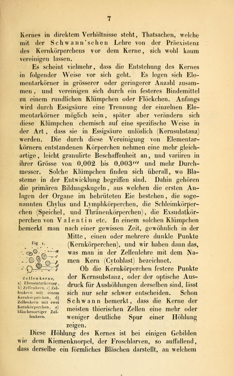 mit der S c h w a n n' s c h e n Lehre von der Pri'iexistenz des Kernkörperchens vor dem Kerne, sich wohl kaum vereinigen lassen. Es scheint vielmehr, dass die Entstehung des Kernes in folgender Weise vor sich geht. Es legen sich Ele- mentarkörner in grösserer oder geringerer Anzahl zusam- men , und vereinigen sich durch ein festeres Bindemittel zu einem rundüchen Klümpchen oder Flöckchen. Anfangs wird durch Essigsäure eine Trennung der einzelnen Ele- mentarkörner möghch sein, später aber verändern sich diese Klümpchen chemisch auf eine spezifische Weise in der Art, dass sie in Essigsäure unlöshch (Kernsubstanz) werden. Die durch diese Vereinigung von Elementar- körnern entstandenen Körperchen nehmen eine mehr gleich- artige , leicht granulirte Beschaffenheit an, und variiren in ihrer Grösse von 0,002 bis 0,003' und mehr Durch- messer. Solche Klümpchen finden sich überall, wo Bla- steme in der Entwicklung begriffen sind. Dahin gehören die primären Bildungskugeln, aus welchen die ersten An- lagen der Organe im bebrüteten Eie bestehen, die soge- nannten Chylus und Lymphkörperchen, die Schleimkörper- chen (Speichel, und Thränenkörperchen), die Exsudatkör- perchen von Valentin etc. In einem solchen Klümpchen bemerkt man nach einer gewissen Zeit, gewöhnhch in der Mitte, einen oder mehrere dunkle Punkte ^'s '. (Kernkörperchen), und wir haben dann das, . c^O p—^ was man in der Zeilenlehre mit dem Na- .-.O.Q^qL^ men Kern (Gytoblast) bezeichnet. ' Q———^-f Ob die Kernkörperchen festere Punkte Zeilen kerne, der Kemsubstauz, oder der optische Aus- w liZTevn^Tik ^^^^^ ^ü^ Aushöhlungen derselben sind, lässt leukeiu mij einem sich uur Sehr schwcr entscheiden. Schon Kernköipeichen, d)oi i i<i ^• rr i zeiienkein mit zwei Schwauu bemerkt, dass die Kerne der SenarTiSr'zei- «leisteu thierischeu Zellen eine mehr oder lenkern. Weniger deutliche Spur einer Höhlung zeigen. Diese Höhlung des Kernes ist bei einigen Gebilden wie dem Kiemenknorpel, der Froschlarven, so auffallend, dass derselbe ein förmliches Bläschen darstellt, an welchem
