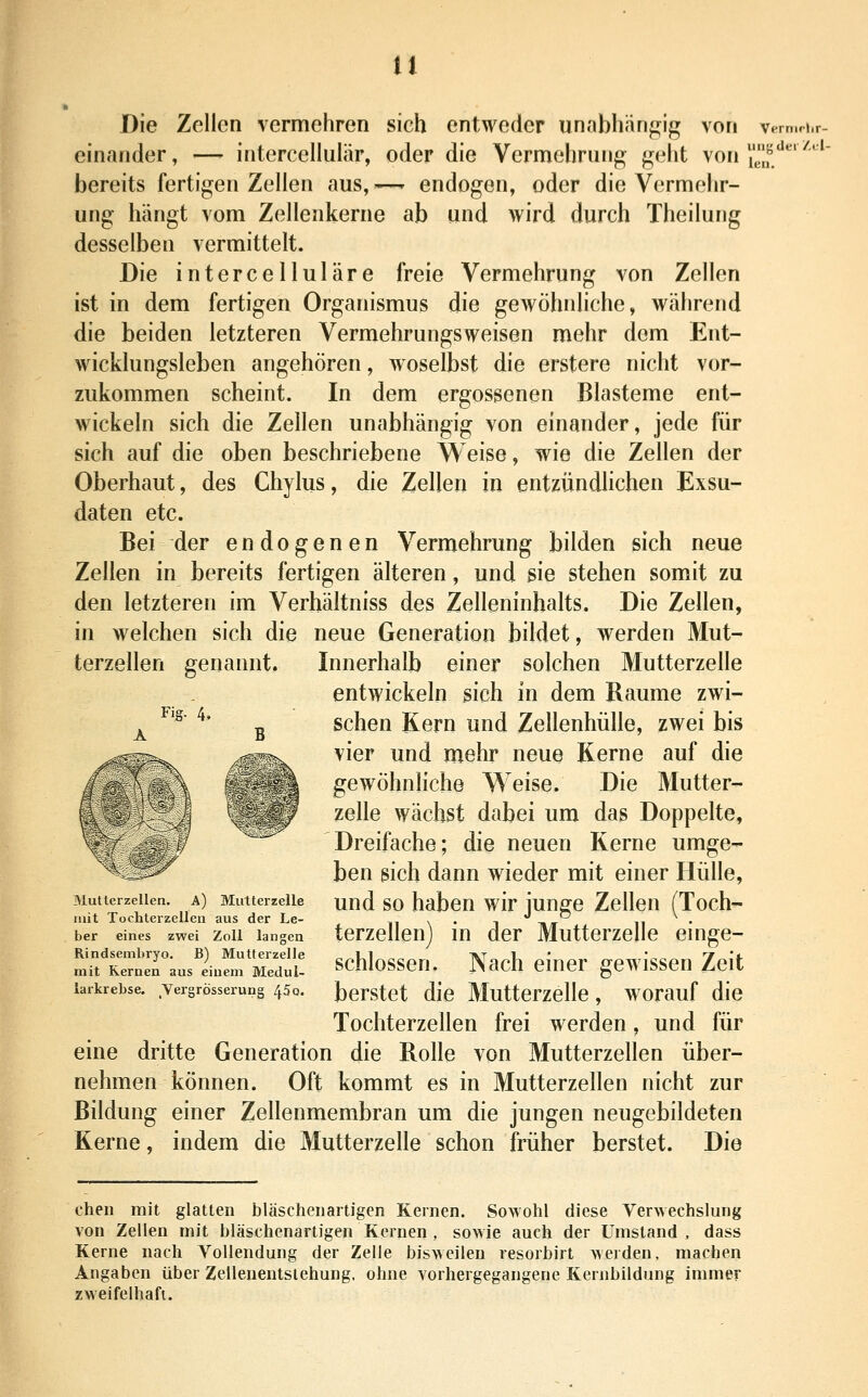 Die Zellen vermehren sich entweder unabhängig von v^^m.H.r- einander, — intercellulär, oder die Vermehrung geht von ^/*^'''' bereits fertigen Zellen aus, —' endogen, oder die Vermehr- ung hängt vom Zellenkerne ab und wird durch Theilung desselben vermittelt. Die intercelluläre freie Vermehrung von Zellen ist in dem fertigen Organismus die gewöhnliche, während die beiden letzteren Vermehrungsweisen mehr dem Ent- wicklungsleben angehören, woselbst die erstere nicht vor- zukommen scheint. In dem ergossenen Blasteme ent- wickeln sich die Zellen unabhängig von einander, jede für sich auf die oben beschriebene Weise, wie die Zellen der Oberhaut, des Chylus, die Zellen in entzündUchen Exsu- daten etc. Bei der endogenen Vermehrung bilden sich neue Zellen in bereits fertigen älteren, und sie stehen somit zu den letzteren im Verhältniss des Zelleninhalts. Die Zellen, in welchen sich die neue Generation bildet, werden Mut- terzellen genannt. Innerhalb einer solchen Mutterzelle entwickeln sich in dem Räume zwi- schen Kern und Zellenhülle, zwei bis vier und mehr neue Kerne auf die gewöhnliche Weise. Die Mutter- zelle wächst dabei um das Doppelte, Dreifache; die neuen Kerne umge- ben sich dann wieder mit einer Hülle, und so haben wir junge Zellen (Toch- terzellen) in der Mutterzelle einge- schlossen. Nach einer gewissen Zeit berstet die Mutterzelle, worauf die Tochterzellen frei werden, und für eine dritte Generation die Rolle von Mutterzellen über- nehmen können. Oft kommt es in Mutterzellen nicht zur Büdung einer Zellenmembran um die jungen neugebildeten Kerne, indem die Mutterzelle schon früher berstet. Die FJg- 4. Mutterzellen. A) Miitterzelle mit Tochterzellen aus der Le- ber eines zwei Zoll langen Rindsembryo. B) Mutterzelle mit Kernen aus einem Medul- larkrebse. Vergrösserung 45 o. chen mit glatten bläscheiiartigen Kernen. Sowohl diese Verwechslung von Zellen mit bläschenartigen Kernen , sowie auch der Umstand, dass Kerne nach Vollendung der Zelle bisweilen resorbirt werden, machen Angaben über Zellenentslehung. ohne vorhergegangene Kernbildung immer zweifelhaft.