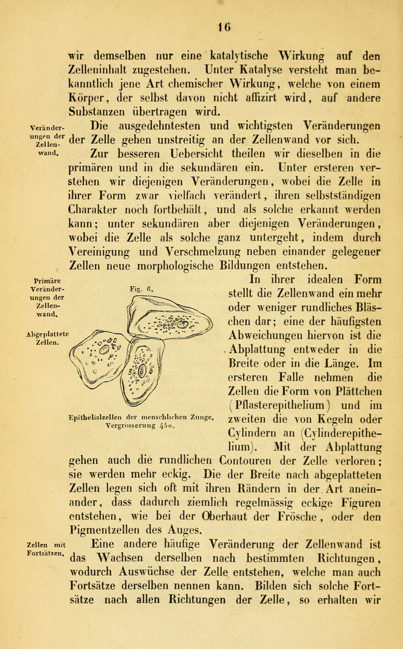 1 wir demselben nur eine katalytische Wirkung auf den Zelleninhalt zugestehen. Unter Katalyse versteht man be- kanntlich jene Art chemischer Wirkung, welche von einem Körper, der selbst davon nicht aßizirt wird, auf andere Substanzen übertragen wird. veränder- Die ausgedehntcsteu und wichtigsten Veränderungen zäien-^*^ der Zelle gehen unstreitig an der Zellenwand vor sich. wand. Zur besseren Uebersicht theilen wir dieselben in die primären und in die sekundären ein. Unter ersteren ver- stehen wir diejenigen Veränderungen, wobei die Zelle in ihrer Form zwar vielfach verändert, ihren selbstständigen Charakter noch fortbehält, und als solche erkannt werden kann; unter sekundären aber diejenigen Veränderungen, wobei die Zelle als solche ganz untergeht, indem durch Vereinigung und Verschmelzung neben einander gelegener , Zellen neue morphologische Bildungen entstehen. In ihrer idealen Form stellt die Zellenwand ein mehr oder weniger rundliches Bläs- chen dar; eine der häufigsten Abweichungen hiervon ist die Abplattung entweder in die Breite oder in die Länge. Im ersteren Falle nehmen die Zellen die Form von Plättchen (Pflasterepithelium) und im zweiten die von Kegeln oder Cylindern an (Cylinderepithe- lium). Mit der Abplattung gehen auch die rundlichen Contouren der Zelle verloren; sie werden mehr eckig. Die der Breite nach abgeplatteten Zellen legen sich oft mit ihren Rändern in der Art anein- ander, dass dadurch ziemlich regelmässig eckige Figuren entstehen, wie bei der (Äerhaut der Frösche , oder den Pigmentzellen des Auges. Eine andere häufige Veränderung der Zellenwand ist • das Wachsen derselben nach bestimmten Richtungen, wodurch Auswüchse der Zelle entstehen, welche man auch Fortsätze derselben nennen kann. Bilden sich solche Fort- sätze nach allen Richtungen der Zelle, so erhalten wir Abgeplattete Zellen. Epithelialzellen der menschlichen Zunge, Vergrosserung 45o. Zellen mit Fortsätzen