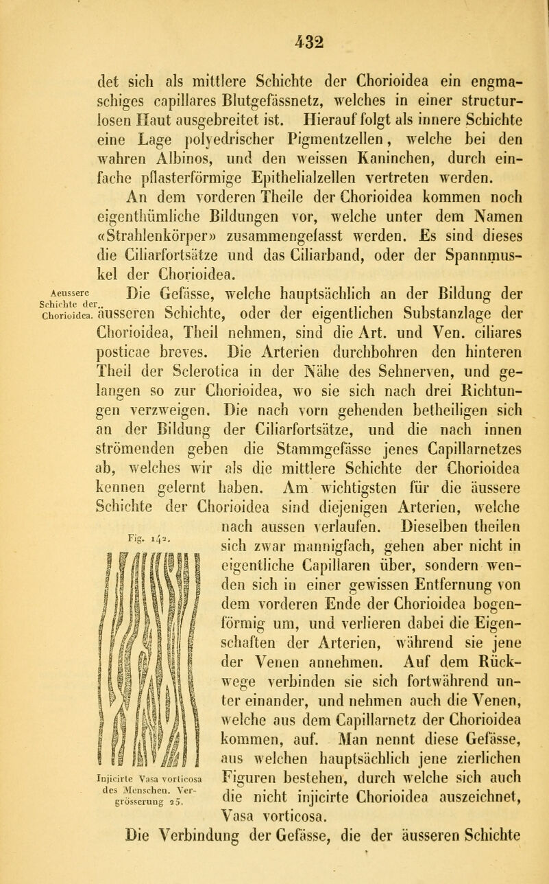 det sich als mittlere Schichte der Chorioidea ein engma- schiges capillares Blutgefdssnetz, welches in einer structur- losen Haut ausgebreitet ist. Hierauf folgt als innere Schichte eine Lage pol} edrischer Pigmentzellen, welche hei den wahren Albinos, und den weissen Kaninchen, durch ein- fache pflasterförmige Epithelialzellen vertreten werden. An dem vorderen Theile der Chorioidea kommen noch eigenthümliche Bildungen vor, welche unter dem Namen «Strahlenkörper» zusammengefasst werden. Es sind dieses die Giliarfortsätze und das Ciharband, oder der Spannmus- kel der Chorioidea. Aeussere DJe Gcfässe, wolche hauptsächlich an der Bildung der Chorioidea. äusscrcn Schichte, oder der eigentlichen Substanzlage der Chorioidea, Theil nehmen, sind die Art. und Ven. cihares posticae breves. Die Arterien durchbohren den hinteren Theil der Sclerotica in der Nähe des Sehnerven, und ge- langen so zur Chorioidea, wo sie sich nach drei Richtun- gen verzweigen. Die nach vorn gehenden betheiligen sich an der Bildung der Ciliarfortsätze, und die nach innen strömenden geben die Stammgefässe jenes Capillarnetzes ab, v/elches wir als die mittlere Schichte der Chorioidea kennen gelernt haben. Am wichtigsten für die äussere Schichte der Chorioidea sind diejenigen Arterien, welche nach aussen verlaufen. Dieselben theilen sich zwar mannigfach, gehen aber nicht in eigentliche Capillaren über, sondern wen- den sich in einer gewissen Entfernung von dem vorderen Ende der Chorioidea bogen- förmig um, und verlieren dabei die Eigen- schaften der Arterien, während sie jene der Venen annehmen. Auf dem Rück- wege verbinden sie sich fortwährend un- ter einander, und nehmen auch die Venen, welche aus dem Capillarnetz der Chorioidea kommen, auf. Man nennt diese Gefässe, aus welchen hauptsächlich jene zierlichen injicirie vasa Toriicosa Figureu bcsteheu, durch welche sich auch ''grSscrung''5 5,^' ^ie nicht injicirte Chorioidea auszeichnet, Vasa vorticosa. Die Verbindung der Gefässe, die der äusseren Schichte