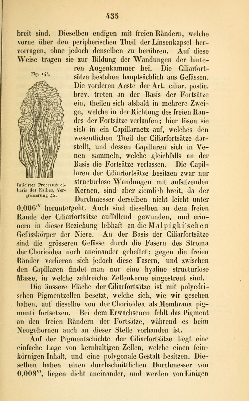 Fig. 144. Injicirter Processus ci liaris des Kalbes. Ver grösserung 45. breit sind. Dieselben endigen mit freien Rändern, welche vorne über den peripherischen Theil der Linsenkapsel her- vorragen, ohne jedoch denselben zu berühren. Auf diese Weise tragen sie zur Bildung der Wandungen der hinle- ren Augenkammer bei. Die Ciliarfort- sätze bestehen hauptsächlich aus Gefässen. Die vorderen Aeste der Art. ciliar, postic. brev. treten an der Basis der Fortsätze ein, theilen sich alsbald in mehrere Zwei- ge, welche in der Richtung des freien Ran- des der Fortsätze verlaufen; hier lösen sie sich in ein Capillarnetz auf, welches den wesentlichen Theil der Ciliarfortsätze dar- stellt, und dessen Gapillaren sich in Ve- nen sammeln, welche gleichfalls an der Basis die Fortsätze verlassen. Die Gapil- laren der Giliarfortsätze besitzen zwar nur structurlose Wandungen mit aufsitzenden Kernen, sind aber ziemHch breit, da der Durchmesser derselben nicht leicht unter 0,006' heruntergeht. Auch sind dieselben an dem freien Rande der Giliarfortsätze auffallend gewunden, und erin- nern in dieser Beziehung lebhaft an die Malpighi'sehen Gefässkörper der Niere. An der Basis der Giliarfortsätze sind die grösseren Gefässe durch die Fasern des Stroma der Ghorioidea noch aneinander geheftet; gegen die freien Ränder verlieren sich jedoch diese Fasern, und zwischen den Gapillaren findet man nur eine hyaline structurlose Masse, in welche zahlreiche Zellenkerne eingestreut sind. Die äussere Fläche der Giliarfortsätze ist mit polyedri- schen Pigmentzellen besetzt, welche sich, wie wir gesehen haben, auf dieselbe von der Ghorioidea als Membrana pig- menti fortsetzen. Bei dem Erwachsenen fehlt das Pigment an den freien Rändern der Fortsätze, während es beim Neugebornen auch an dieser Stelle vorhanden ist. Auf der Pigmentschichte der Giliarfortsätze liegt eine einfache Lage von kernhaltigen Zellen, welche einen fein- körnigen Inhalt, und eine polygonale Gestalt besitzen. Die- selben haben einen durchschnittlichen Durchmesser von 0,008', liegen dicht aneinander, und werden von Einigen