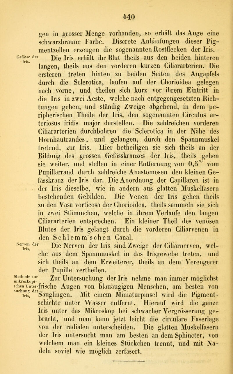 gen in grosser Menge vorhanden, so erhält das Auge eine schwarzbraune Farbe. Discrete Anhäufungen dieser Pig- mentzellen erzeugen die sogenannten Rostflecken der Iris. Gefissc der j)ig jpjg erhält ihr Blut theils aus den beiden hinteren langen, theils aus den vorderen kurzen Giliararterien. Die ersteren treten hinten zu beiden Seiten des Augapfels durch die Sclerotica, laufen auf der Chorioidea gelegen nach vorne, und theilen sich kurz vor ihrem Eintritt in die Iris in zwei Aeste, welche nach entgegengesetzten Rich- tungen gehen, und ständig Zweige abgebend, in dem pe- ripherischen Theile der Iris, den sogenannten Circulus ar- teriosus iridis major darstellen. Die zahlreichen vorderen Giliararterien durchbohren die Sclerotica in der Nähe des Hornhautrandes, und gelangen, durch den Spannmuskel tretend, zur Iris. Hier betheiligen sie sich theils an der Bildung des grossen Gefässkranzes der Iris, theils gehen sie weiter, und stellen in einer Entfernung von 0,5' vom Pupillarrand durch zahlreiche Anastomosen den kleinen Ge- fässkranz der Iris dar. Die Anordnung der Gapillaren ist in der Iris dieselbe, wie in andern aus glatten Muskelfasern bestehenden Gebilden. Die Venen der Iris gehen theils zu den Vasa vorticosa der Chorioidea, theils sammeln sie sich in zwei Stämmchen, welche in ihrem Verlaufe den langen Cihararterien entsprechen. Ein kleiner Theil des venösen Blutes der Iris gelangt durch die vorderen Ciharvenen in den Schiemmischen Ganal. Nermi der j)|g j^eryen dcr Iris sind Zweige der Ciliarnerven, wel- che aus dem Spannmuskel in das Irisgewebe treten, und sich theils an dem Erweiterer, theils an dem Verengerer der Pupille vertheilen. rnfk^oslVi-^ Zur Untersuchung der Iris nehme man immer möglichst scheaUnter-frische Augcu vou blauäugigen Menschen, am besten von suc ung g^ygiij^ggjj^ ]^jj|. einem Miniaturpinsel wird die Pigment- schichte unter Wasser entfernt. Hierauf wird die ganze Iris unter das Mikroskop bei schwacher Vergrösserung ge- bracht, und man kann jetzt leicht die circuläre Faserlage von der radialen unterscheiden. Die glatten Muskelfasern der Iris untersucht man am besten an dem Sphincter, von welchem man ein kleines Stückchen trennt, und mit Na- deln soviel wie möglich zerfasert.