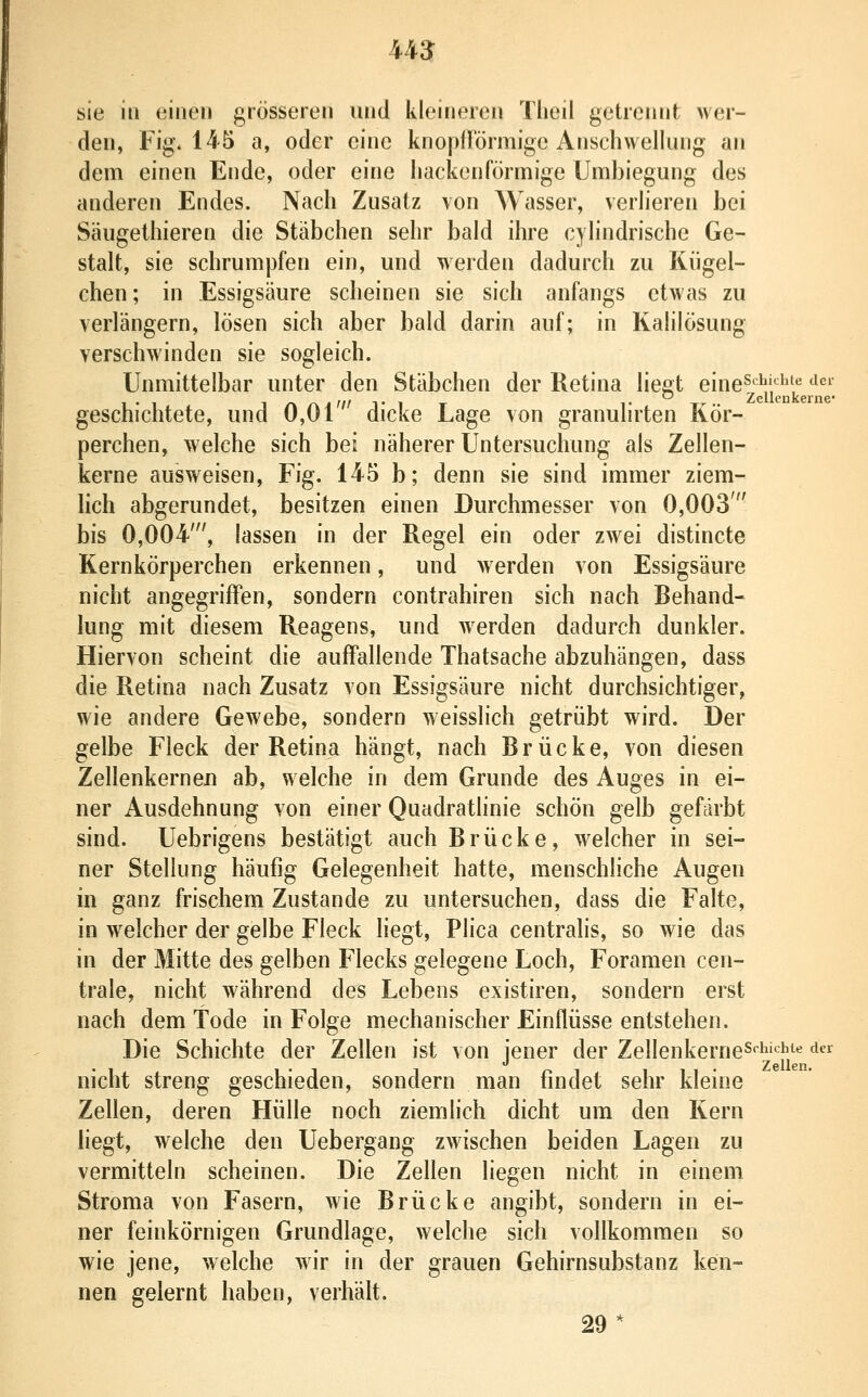 U3 sie in einen grösseren und kleineren Theil getrennt wer- den, Fig. 145 a, oder eine knoptTörmige Anschwellung an dem einen Ende, oder eine liackenförmige Umbiegung des anderen Endes. Nach Zusatz von Wasser, verlieren bei Säugethieren die Stäbchen sehr bald ihre cylindrische Ge- stalt, sie schrumpfen ein, und werden dadurch zu Kiigel- chen; in Essigsäure scheinen sie sich anfangs etwas zu verlängern, lösen sich aber bald darin auf; in Kalilösung verschwinden sie sogleich. Unmittelbar unter den Stäbchen der Retina liegt eine^'^^i^^''^ ^«'^' ,.,-,.- . *-' Zellenkerne' geschichtete, und 0,01 dicke Lage von granuhrten Kör- perchen, welche sich bei näherer Untersuchung als Zellen- kerne ausweisen, Fig. 145 b; denn sie sind immer ziem- lich abgerundet, besitzen einen Durchmesser von 0,003' bis 0,004', lassen in der Regel ein oder zwei distincte Kernkörperchen erkennen, und werden von Essigsäure nicht angegriffen, sondern contrahiren sich nach Behand- lung mit diesem Reagens, und werden dadurch dunkler. Hiervon scheint die auffallende Thatsache abzuhängen, dass die Retina nach Zusatz von Essigsäure nicht durchsichtiger, wie andere Gewebe, sondern weisslich getrübt wird. Der gelbe Fleck der Retina hängt, nach Brücke, von diesen Zellenkerneu ab, welche in dem Grunde des Auges in ei- ner Ausdehnung von einer Quadratlinie schön gelb gefärbt sind. Uebrigens bestätigt auch Brücke, welcher in sei- ner Stellung häufig Gelegenheit hatte, menschhche Augen in ganz frischem Zustande zu untersuchen, dass die Falte, in welcher der gelbe Fleck liegt, Plica centrahs, so wie das in der Mitte des gelben Flecks gelegene Loch, Foramen cen- trale, nicht während des Lebens existiren, sondern erst nach dem Tode in Folge mechanischer Einflüsse entstehen. Die Schichte der Zellen ist von jener der Zellenkerne^^J^'*^^^'^ ^^ nicht streng geschieden, sondern man findet sehr kleine Zellen, deren Hülle noch ziemlich dicht um den Kern liegt, welche den Uebergang zwischen beiden Lagen zu vermitteln scheinen. Die Zellen liegen nicht in einem Stroma von Fasern, wie Brücke angibt, sondern in ei- ner feinkörnigen Grundlage, welche sich vollkommen so wie jene, welche wir in der grauen Gehirnsubstanz ken- nen gelernt haben, verhält. 29*