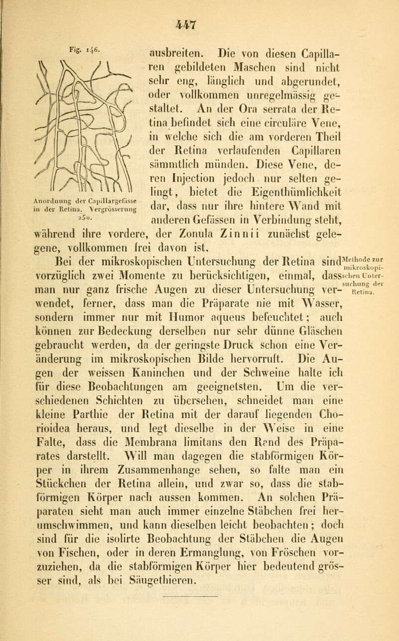Anordnung clei' Capillargcfasse in der Retina. Vergrösscrung 25o. ausbreiten. Die von diesen Capilla- ren gebildeten Maschen sind nicht sehr eng, länghch und abgerundet, oder vollkommen unrcgelmässig ge- staltet. An der Ora serrata der Re- tina befindet sich eine circuläre Vene, in welche sich die am vorderen Theil der Retina verlaufenden Capillaren sämmtlich münden. Diese Vene, de- ren Injection jedoch nur selten ge- lingt, bietet die Eigenthümlichkeit dar, dass nur ihre hintere Wand mit anderen Gefässen in Verbindung steht, während ihre vordere, der Zonula Zinnii zunächst gele- gene, vollkommen frei davon ist. Bei der mikroskopischen Untersuchung der Retina sind^^^.l^^'^f ^^ ... . niikroskopi- vorzüglich zwei Momente zu berücksichtigen, einmal, dassschen umer- man nur ganz frische Augen zu dieser Untersuchung ver-'^RS'^^ wendet, ferner, dass man die Präparate nie mit Wasser, sondern immer nur mit Humor aqueus befeuchtet; auch können zur Bedeckung derselben nur sehr dünne Gläschen gebraucht werden, da der geringste Druck schon eine Ver- änderung im mikroskopischen Bilde hervorruft. Die Au- gen der weissen Kaninchen und der Schweine halte ich für diese Beobachtungen am geeignetsten. Um die ver- schiedenen Schichten zu übersehen, schneidet man eine kleine Parthie der Retina mit der darauf liegenden Cho- rioidea heraus, und legt dieselbe in der Weise in eine Falte, dass die Membrana limitans den R?nd des Präpa- rates darstellt. Will man dagegen die stabförmigen Kör- per in ihrem Zusammenhange sehen, so falte man ein Stückchen der Retina allein, und zwar so, dass die stab- förmigen Körper nach aussen kommen. An solchen Prä- paraten sieht man auch immer einzelne Stäbchen frei her- umschwimmen, und kann dieselben leicht beobachten ; doch sind für die isolirte Beobachtung der Stäbchen die Augen von Fischen, oder in deren Ermanglung, von Fröschen vor- zuziehen, da die stabförmigen Körper hier bedeutend grös- ser sind, als bei Säugethieren.