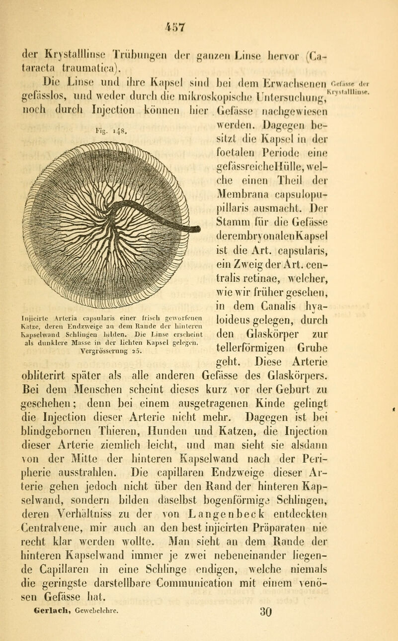 Fi 2. der KrystallliiKse Trübungen der ganzen Linse hervor (Ca- taracta traumatica). Die Linse und ihre Kapsei sind bei dem Erwachsenen «.ci-issc dir gefcisslos, luid weder durcli die mikroskopisclie Ljitersuchung,'^'''''*' noch durch Injection köimen hier . (ielasse nachgewiesen werden. Dagegen be- sitzt die Kapsel in der foetalen Periode eine gelassreicheHülle, wel- che einen Theil der Membrana capsulopu- pillaris ausmacht. Der Stamm für die Gefässe derembryonalenKapsel ist die Art. capsularis, ein Zweig der Art. cen- trahs retinae, weicher, wie wir früher gesehen, in dem Canalis hya- loideus gelegen, durch den Glaskörper zur tellerförmigen Grube geht. Diese Arterie obliterirt später als alle anderen Gefässe des Glaskörpers. Bei dem Menschen scheint dieses kurz vor der Geburt zu geschehen; denn bei einem ausgetragenen Kinde gelingt die Injection dieser Arterie niclit mehr. Dagegen ist bei blindgebornen Thieren, Hunden und Katzen, die Injection dieser Arterie ziemlich leicht, und man sieht sie alsdann von der Mitte der hinteren Kapselwand nach der Peri- pherie ausstrahlen. Die capillaren Endzweige dieser Ar- terie gehen jedoch nicht über den Rand der hinteren Kap- selwand, sondern bilden daselbst bogenförmige Schlingen, deren Verhältniss zu der von Langenbeck entdeckten Centralvene, mir auch an den best injicirten Präparaten nie recht klar werden wollte. Man sieht an dem Rande der hinteren Kapselwand immer je zwei nebeneinander liegen- de Capillaren in eine Schlinge endigen, welche niemals die geringste darstellbare Communication mit einem venö- sen Gefässe hat. Gerlach, Gewebelehre. 30 Injicirtc Arlcria capsularis einer frisch geworfenen Katze, deren Endzweige an dem Rande der Linieren Kapselwand Schlingen Lilden. Die Linse erscheint als dunklere Masse in der lichten Kapsel gelcgi-n. Vergrösserung 2 5.