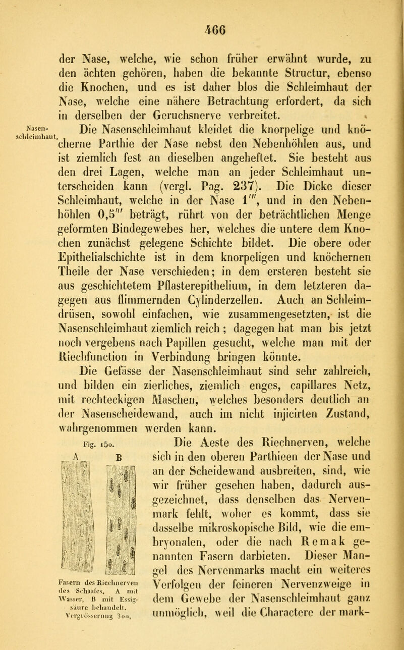 der Nase, welche, wie schon früher erwähnt wurde, zu den ächten gehören, haben die bekannte Structur, ebenso die Knochen, und es ist daher blos die Schleimhaut der Nase, welche eine nähere Betrachtung erfordert, da sich in derselben der Geruchsnerve verbreitet. * Nasen- J)\q Naseuschleimhaut kleidet die knorpelige und knö- cherne Parthie der Nase nebst den Nebenhöhlen aus, und ist ziemhch fest an dieselben angeheftet. Sie besteht aus den drei Lagen, welche man an jeder Schleimhaut un- terscheiden kann (vergl. Pag. 237). Die Dicke dieser Schleimhaut, welche in der Nase 1', und in den Neben- höhlen 0,5' beträgt, rührt von der beträchthchen Menge geformten Bindegewebes her, welches die untere dem Kno- chen zunächst gelegene Schichte bildet. Die obere oder Epithelialschichte ist in dem knorpeligen und knöchernen Theile der Nase verschieden; in dem ersteren besteht sie aus geschichtetem Pflasterepithelium, in dem letzteren da- gegen aus flimmernden Cylinderzellen. Auch an Schleim- drüsen, sowohl einfachen, wie zusammengesetzten, ist die Nasenschleimhaut ziemlich reich ; dagegen hat man bis jetzt noch vergebens nach Papillen gesucht, welche man mit der Riechfunction in Verbindung bringen könnte. Die Gefasse der Nasenschleimhaut sind sehr zahlreich, und bilden ein zierliches, ziemlich enges, capillares Netz, mit rechteckigen Maschen, welches besonders deutlich an der Nasenscheidewand, auch im nicht injicirten Zustand, wahrgenommen werden kann. Die Aeste des Riechnerven, welche sich in den oberen Parthieen der Nase und an der Scheidewand ausbreiten, sind, wie wir früher gesehen haben, dadurch aus- gezeichnet, dass denselben das Nerven- mark fehlt, woher es kommt, dass sie dasselbe mikroskopische Bild, wie die em- bryonalen, oder die nach Remak ge- nannten Fasern darbieten. Dieser Man- gel des Nervenmarks macht ein weiteres Verfolgen der feineren Fig. i5o. A ii Fasern des Riechnerven des Schaafcs, A niit Wasser, B mit Essi;^- säure behandelt. Verarosserun 3oo, dem unmö Gewebe Nervenzweige m der Nasenschleimhaut ganz :lieh, weil die Charactere der mark-
