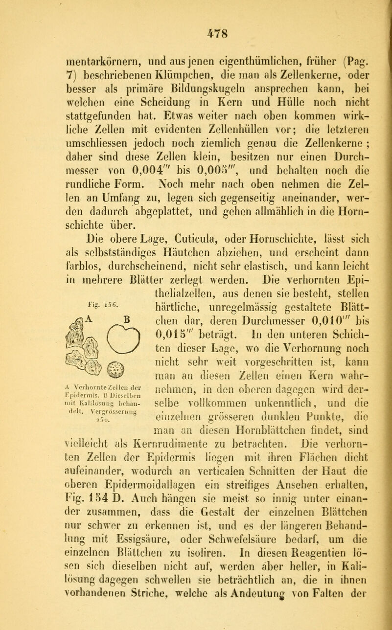 mentarkÖrnern, und aus jenen cigenthümlichen, früher (Pag. 7) beschriebenen Klümpchen, die man als Zellenkerne, oder besser als primäre Bildungskugeln ansprechen kann, bei welchen eine Scheidung in Kern und Hülle noch nicht stattgefunden hat. Etwas weiter nach oben kommen wirk- liche Zellen mit evidenten Zellenhüllen vor; die letzteren umschliessen jedoch noch ziemlich genau die Zellenkerne ; daher sind diese Zellen klein, besitzen nur einen Durch- messer von 0,004' bis 0,00o', und behalten noch die rundliche Form. Noch mehr nach oben nehmen die Zel- len an Umfang zu, legen sich gegenseitig aneinander, wer- den dadurch abgeplattet, und gehen allmählich in die Horn- schichte über. Die obere Lage, Cuticula, oder Hornschiclite, lässt sich als selbstständiges Häutchen abziehen, und erscheint dann farblos, durchscheinend, nicht sehr elastisch, und kann leicht in mehrere Blätter zerlegt werden. Die verhornten Epi- thelialzellen, aus denen sie besteht, stellen ^'=- '^^- härtliche, unregelmässig gestaltete Blätt- chen dar, deren Durchmesser 0,010' bis 0,015' beträgt. In den unteren Schich- ten dieser Lage, wo die Verhornung noch nicht sehr weit vorgeschritten ist, kann man an diesen Zellen einen Kern wahr- A ^'clhomteZellen der nehmen, in den oberen dao-eoen wird der- Epuicrm.s. ß DiesclLrn ' ^.? mit Kaiüosung behau- sclbc vollkommeu unkenntlich, und die 2.^0. ^ einzelnen grosseren dunklen Punkte, die man an diesen Hornblättchen findet, sind vielleicht als Kernrudimente zu betrachten. Die verhorn- ten Zellen der Epidermis liegen mit ihren Flächen dicht aufeinander, wodurch an verticaien Schnitten der Haut die oberen Epidermoidallagen ein streifiges Ansehen erhalten, Fig. 154 D. Auch hängen sie meist so innig unter einan- der zusammen, dass die Gestalt der einzelnen Blättchen nur schwer zu erkennen ist, und es der längeren Behand- lung mit Essigsäure, oder Schwefelsäure bedarf, um die einzelnen Blättchen zu isofiren. In diesen Reagentien lö- sen sich dieselben nicht auf, werden aber heller, in Kali- lösung dagegen schwellen sie beträchtlich an, die in ihnen vorhandenen Striche, welche als Andeutung von Falten der