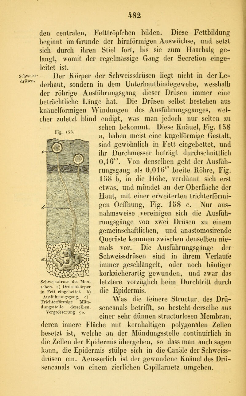 den centralen, Fetttröpfchen bilden. Diese Fettbildung beginnt im Grunde der birnförmigen Auswüchse, und setzt sich durch ihren Stiel fort, bis sie zum Haarbalg ge- langt, womit der regelmässige Gang der Secretion einge- leitet ist. schweiss- J)qy Körper der Schweissdrüsen liegt nicht in der Le- derhaut, sondern in dem Unterhautbindegewebe, wesshalb der röhrige Ausführungsgang dieser Drüsen immer eine beträchtliche Länge hat. Die Drüsen selbst bestehen aus knäuelförmigen Windungen des Ausführungsganges, wel- cher zuletzt blind endigt, was man jedoch nur selten zu sehen bekommt. Diese Knäuel, Fiff. 158 a, haben meist eine kugelförmige Gestalt, sind gewöhnlich in Fett eingebettet, und ihr Durchmesser beträgt durchschnittlich 0,16'. Von denselben geht der Ausfüh- rungsgang als 0,016' breite Röhre, Fig. 158 b, in die Höhe, verdünnt sich erst etwas, und mündet an der Oberfläche der Haut, mit einer erweiterten trichterförmi- gen OefFnung, Fig. 158 c. Nur aus- nahmsweise , vereinigen sich die Ausfüh- rungsgänge von zwei Drüsen zu einem gemeinschaftlichen, und anastomosirende Queräste kommen zwischen denselben nie- mals vor. Die Ausführungsgänge der Schweissdrüsen sind in ihrem Verlaufe immer geschlängelt, oder noch häufiger korkzieherartig gewunden, und zwar das letztere vorzüglich beim Durchtritt durch die Epidermis. Was die feinere Structur des Drü- sencanals betrifft, so besteht derselbe aus einer sehr dünnen structurlosen Membran, deren innere Fläche mit kernhaltigen polygonalen Zellen besetzt ist, welche an der Mündungsstelle continuirlich in die Zellen der Epidermis übergehen, so dass man auch sagen kann, die Epidermis stülpe sich in die Canäle der Schweiss- drüsen ein. Aeusserlich ist der gewundene Knäuel des Drü- sencanals von einem zierlichen Capillarnetz umgeben. Scliweissdrüsc des Men- schen, a) Driisenkörper in FetL eingebettet, b) Ausführungsgang. c) Tricbterförmige Mün- dungsstelle desselben. Vergrösserung po.