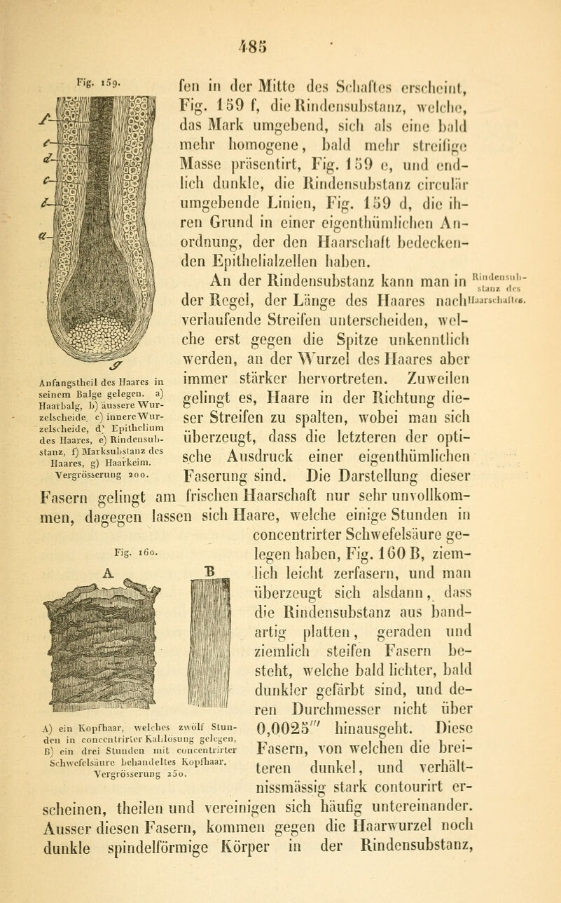 feil in der Mitte des Schalles ersclieiiil, Fig. 159 f, dieRiiHleiisul)staiiz, welcli«?, das Mark umgebend, sich als eine hald mehr homogene, bald mehr streiiige Masse präsentirt, Fig. 159 e, und end- lich dunkle, die Ilindensubstanz cirmlär umgebende Linien, Fig. 159 d, die ih- ren Grund in einer eigenthümlichen An- ordnung, der den Haarschaft bedecken- den Epithelialzellen haben. An der Rindensubstanz kann man in ^i'i«=^''- slanz des der Regel, der Länge des Haares nach'i^^r*'''^'«- verlaufende Streifen unterscheiden, wel- che erst gegen die Spitze unkenntlich werden, an der Wurzel des Haares aber immer stärker hervortreten. Zuweilen gehngt es, Haare in der Richtung die- ser Streifen zu spalten, wobei man sich überzeugt, dass die letzteren der opti- sche Ausdruck einer eigenthümlichen Faserung sind. Die Darstellung dieser Fasern gelingt am frischen Haarschaft nur sehr unvollkom- men, dagegen lassen sich Haare, welche einige Stunden in concentrirter Schwefelsäure ge- legen haben, Fig. 160 B, ziem- lich leicht zerfasern, und man überzeugt sich alsdann, dass die Rindensubstanz aus band- artig platten, geraden und ziemlich steifen Fasern be- steht, welche bald lichter, bald dunkler gefärbt sind, und de- ren Durchmesser nicht über 0,0025' hinausgeht. Diese Fasern, von w^elchen die brei- teren dunkel, und verhält- y Anfangstheil des Haares in seinem Balge gelegen, a) Haarbalg, b) äussere Wur- zelscheidc c) innere Wur- zelscheide, d.' Epilhelium des Haares, e) Rindensub- stanz, f) Blarksubslanz des Haares, g) Haa'rkeim. Vergrösserung 200. A) ein Kopfhaar, welches zwölf Stun- den in concentrirler Kalilösung gelegen, ß) ein drei Stunden mit concentrirler Schwefelsäure behandeltes Kopfliaar. Vergrösserung 200. nissmässig stark contourirt er- scheinen, theilen und vereinigen sich häufig untereinander. Ausser diesen Fasern, kommen gegen die Haarwurzel noch dunkle spindelförmige Körper in der Rindensubstanz,