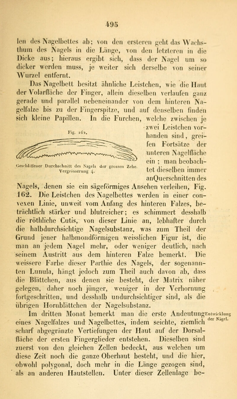 len des Nagclbelles ah; von den crsUjren f^olit das Wiichs- Ihum des Nagels in die Länge, von den [aVdvnm in die Dicke aus; hieraus ergiht sich, dass der Nagel um so dicker werden muss, je weiter sich derselbe von seiner Wurzel entfernt. Das Nagelbett besitzt ähnliche Leistchen, wie die Haut der Volarfläche der Finger, allein dieselben verlaufen ganz gerade und parallel nebeneinander von dem hinteren Na- gelfalze bis zu der Fingerspitze, und auf denselben linden sich kleine Papillen. In die Furchen, welche zwischen je zwei Leistchen vor- handen sind, grei- fen Fortsätze der unteren Nagelfläche ein ; man beobach- Ocsrhltlfeiier Durchschnitt des Nagels der erossen Zehe. . < t n Yergrosserung 4. tct dieselben mimcr anQuerschnitten des Nagels, denen sie ein sägeförmiges Ansehen verleihen, Fig. -162. Die Leistchen des Nagelbettes werden in einer con- vexen Linie, unweit vom Anfang des hinteren Falzes, be- trächtlich stärker und blutreicher; es schimmert desshalb die röthliche Cutis, von dieser Linie an, lebhafter durch die halbdurchsichtige Nagelsubstanz, was zum Theil der Grund jener halbmondförmigen weisslichen Figur ist, die man an jedem Nagel mehr, oder weniger deuthch, nach seinem Austritt aus dem hinteren Falze bemerkt. Die weissere Farbe dieser Parthie des Nagels, der sogenann- ten Lunula, hängt jedoch zum Theil auch davon ab, dass die Blättchen, aus denen sie besteht, der Matrix näher gelegen, daher noch jünger, weniger in der Verhornung . fortgeschritten, und desshalb undurchsichtiger sind, als die übrigen Horablättchen der Nagelsubstanz. Im dritten Monat bemerkt man die erste AndeutungEntwickiun^ eines Nagelfalzes und Nagelbettes, indem seichte, ziemlich''^ ^^' scharf abgegränzte Vertiefungen der Haut auf der Dorsal- fläche der ersten Fingerglieder entstehen. Dieselben sind zuerst von den gleichen Zellen bedeckt, aus welchen um diese Zeit noch die ganze Oberhaut besteht, und die hier, obwohl polygonal, doch mehr in die Länge gezogen sind, als an anderen Hautstellen. Unter dieser Zellenlage be-