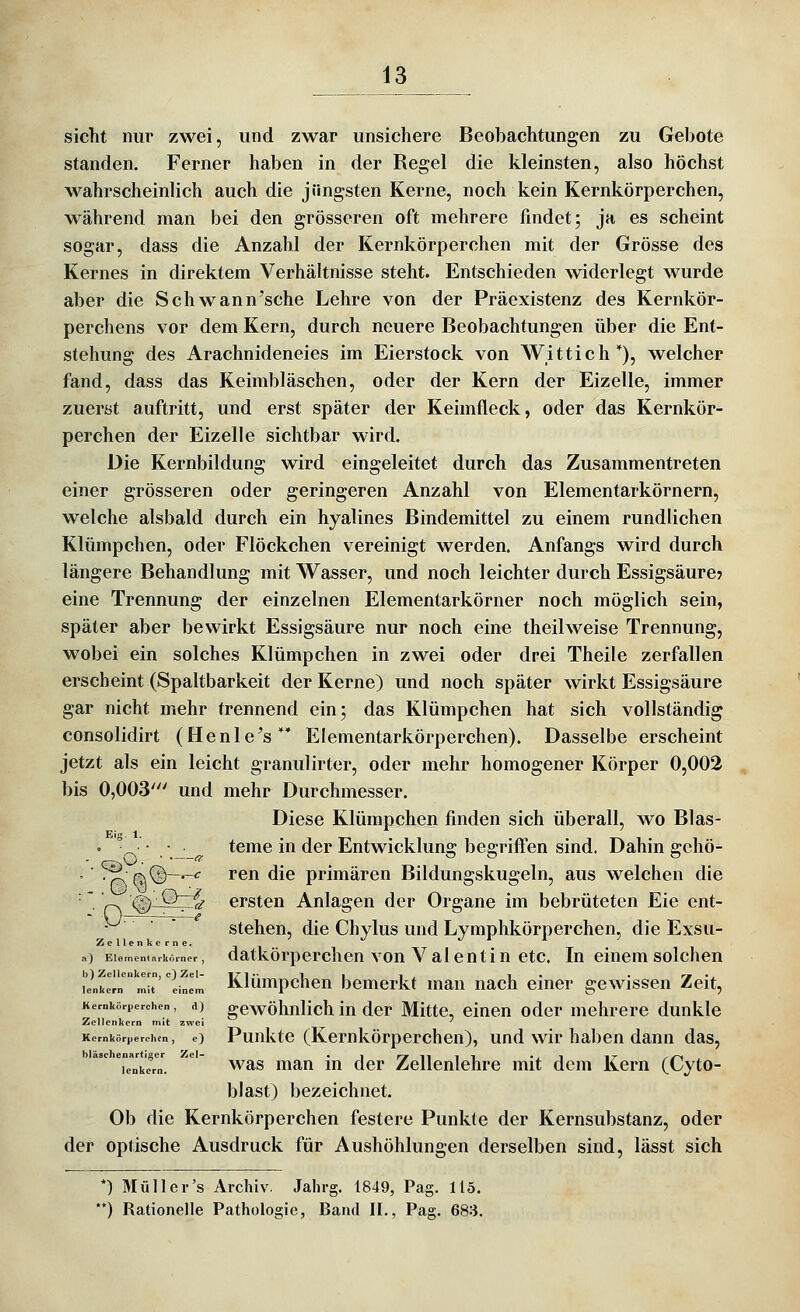 sieht nur zwei, und zwar unsichere Beobachtungen zu Gebote standen. Ferner haben in der Regel die kleinsten, also höchst wahrscheinlich auch die jüngsten Kerne, noch kein Kernkörperchen, während man bei den grösseren oft mehrere findet; ja es scheint sogar, dass die Anzahl der Kernkörperchen mit der Grösse des Kernes in direktem Verhältnisse steht. Entschieden widerlegt wurde aber die Schwann'sche Lehre von der Präexistenz des Kernkör- perchens vor dem Kern, durch neuere Beobachtungen über die Ent- stehung des Arachnideneies im Eierstock von Wittich*), welcher fand, dass das Keimbläschen, oder der Kern der Eizelle, immer zuerst auftritt, und erst später der Keimfleck, oder das Kernkör- perchen der Eizelle sichtbar wird. Die Kernbildung wird eingeleitet durch das Zusammentreten einer grösseren oder geringeren Anzahl von Elementarkörnern, welche alsbald durch ein hyalines Bindemittel zu einem rundlichen Klümpchen, oder Flöckchen vereinigt werden. Anfangs wird durch längere Behandlung mit Wasser, und noch leichter durch Essigsäure? eine Trennung der einzelnen Elementarkörner noch möglich sein, später aber bewirkt Essigsäure nur noch eine theilweise Trennung, wobei ein solches Klümpchen in zwei oder drei Theile zerfallen erscheint (Spaltbarkeit der Kerne) und noch später wirkt Essigsäure gar nicht mehr trennend ein; das Klümpchen hat sich vollständig consolidirt (Henle^s Elementarkörperchen). Dasselbe erscheint jetzt als ein leicht granulirter, oder mehr homogener Körper 0,002 bis 0,003' und mehr Durchmesser. Diese Klümpchen finden sich überall, wo Blas- •  • .•__^ teme in der Entwicklung begrifii'en sind. Dahin gchö- . ■ ^ ß,<3)-T-<: ren die primären Bildungskugeln, aus welchen die ■. p. <?) Q7g- ersten Anlagen der Organe im bebrüteten Eie ent- ^ ■  stehen, die Chylus und Lymphkörperchen, die Exsu- Zellenkerne. j i J f 1 7 a) Eiemen<nrköiner, datkörpcrchcn voH V a 1 cut i H ctc. In einem solchen Llkeü' mit' inim Klümpcheu bemerkt man nach einer gewissen Zeit, Kernkörperchen, d) gewöluilichiu der Mitte, einen oder mehrere dunkle Zellenkern mit zwei '^ ' Kernköri,erciKn, e) Punlvtc (Kemkörpcrchen), und wir haben dann das,  ^enke'rn. ^ was mau iu der Zellenlehre mit dem Kern (Cyto- blast) bezeichnet. Ob die Kernkörperchen festere Punkte der Kernsubstanz, oder der optische Ausdruck für Aushöhlungen derselben sind, lässt sich *) Müll er's Archiv. Jahrg. 1849, Pag. 115. **) Rationelle Pathologie, Band II., Pag. 683.