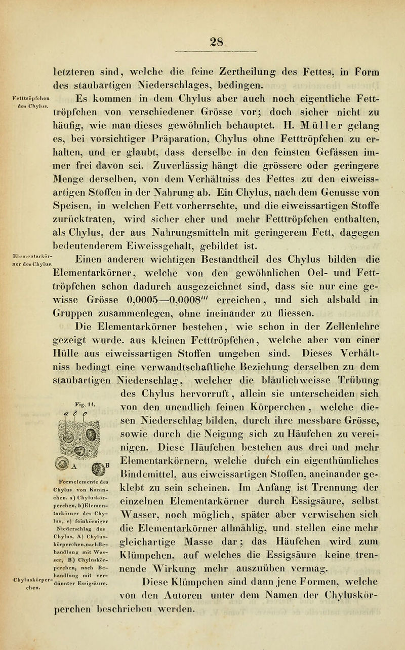 iCliyli letzteren sind, welche die feine Zertheilung des Fettes, in Form des staubartigen Niederschlages, bedingen. •eutröpfchen Es kommen in dem Chylus aber auch noch eigentliche Fett- tröpfchen von verschiedener Grösse vor; doch sicher nicht zu häufig, wie man dieses gewöhnlich behauptet. H. Müller gelang es, bei vorsichtiger Präparation, Chylus ohne Fetttröpfchen zu er- halten, und er glaubt, dass derselbe in den feinsten Gefässen im- mer frei davon sei. Zuverlässig hängt die grössere oder geringere Menge derselben, von dem Verhältniss des Fettes zu den eiweiss- artigen Stoffen in der Nahrung ab. Ein Chylus, nach dem Genüsse von Speisen, in welchen Fett vorherrschte, und die eiweissartigen Stoffe zurücktraten, wird sicher eher und mehr Fetttröpfchen enthalten, als Chylus, der aus Nahrungsmitteln mit geringerem Fett, dagegen bedeutenderem Eiweissgehalt, gebildet ist. Einen anderen wichtigen Bestandtheil des Chylus bilden die Elementarkörner, welche von den gewöhnlichen Oel- und Fett- tröpfchen schon dadurch ausgezeichnet sind, dass sie nur eine ge- wisse Grösse 0,0005—0,0008' erreichen, und sich alsbald in Gruppen zusammenlegen, ohne ineinander zu fliessen. Die Elementarkörner bestehen, wie schon in der Zellenlehre gezeigt wurde, aus kleinen Fetttröpfchen, welche aber von einer Hülle aus eiweissartigen Stoffen umgeben sind. Dieses Verhält- niss bedingt eine verwandtschaftliche Beziehung derselben zu dem staubartigen Niederschlag, welcher die bläulichweisse Trübung des Chylus hervorruft, allein sie unterscheiden sich Fig^i4, ^Qjj ^jgjj unendlich feinen Körperchen , welche die- sen Niederschlag bilden, durch ihre messbare Grösse, sowie durch die Neigung sich zu Häufchen zu verei- nigen. Diese Häufchen bestehen aus drei und mehr Elementarkörnern, welche durch ein eigentliümliches Bindemittel, aus eiweissartigen Stoffen, aneinander ge* Formelemcnfe des i,. . -, . t a f •m 1 Chylus von Kanin- klcbt ZU sciu schemcn. Im Anfang ist irennung der ehcn a)u,yiu,i,„r- einzclncn Elementarkörner durch Essigsäure, selbst pcrchen, bjElenien- O 7 tarkörner des chy- WassBr, ttocli möfflich, süätcr aber verwischen sich In,, e) feinnörniser ' 0 7 1 Niederschlag des dic Elementarkömcr allmählig, und stellen eine mehr körprchen.naIhBel glcichartigc Massc dar; das Häufchen wird zum handinn« mit Was- Klümpchcu, auf wclclics dlc Essigsäure keine tren- B) Chylilskn nende Wirkung mehr auszuüben vermag. •^''^'''''■ dünnter F,ssig,ä,irc. Dicsc KUimnchcn sind dann jene Formen, welche eben. * ^ von den Autoren unter dem Namen der Chyluskör- perchen beschrieben werden.