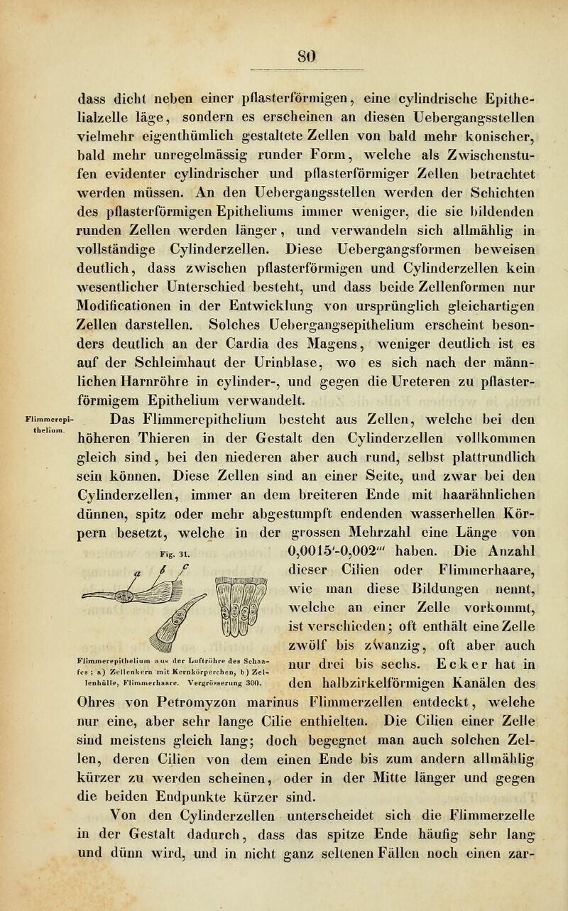 dass dicht neben einer pflasterförmigen, eine cylindrische Epithe- lialzelle läge, sondern es erscheinen an diesen Uebergangsstellen viehnehr eigenthümlich gestaltete Zeilen von bald mehr konischer, bald mehr unregelmässig runder Form, welche als Zwischenstu- fen evidenter cylindrischer und pflasterförmiger Zellen betrachtet werden müssen. An den Uebergangsstellen werden der Schichten des pflasterförmigen Epitheliums immer weniger, die sie bildenden runden Zellen werden länger, und verwandeln sich allmählig in vollständige Cylinderzellen. Diese Uebergangsformen beweisen deutlich, dass zwischen pflasterförmigen und Cylinderzellen kein wesentlicher Unterschied besteht, und dass beide Zellenformen nur Modificationen in der Entwicklung von ursprünglich gleichartigen Zellen darstellen. Solches üebergangsepithelium erscheint beson- ders deutlich an der Cardia des Magens, weniger deutlich ist es auf der Schleimhaut der Urinblase, wo es sich nach der männ- lichen Harnröhre in cylinder-, und gegen die Ureteren zu pflaster- förmigem Epithelium verwandelt. Das Flimmerepithelium besteht aus Zellen, welche bei den höheren Thieren in der Gestalt den Cylinderzellen vollkommen gleich sind, bei den niederen aber auch rund, selbst plattrundlich sein können. Diese Zellen sind an einer Seite, und zwar bei den Cylinderzellen, immer an dem breiteren Ende mit haarähnlichen dünnen, spitz oder mehr abgestumpft endenden wasserhellen Kör- pern besetzt, welche in der grossen Mehrzahl eine Länge von Die Anzahl Fliminerhaare, wie man diese Bildungen nennt, welche an einer Zelle vorkommt, ist verschieden; oft enthält eine Zelle 0,0015'-0,002' haben, dieser Cilien oder zwölf bis zWanzig, oft aber auch Flimmereplthelii fos ; a) Zellenli lenhülle, Klim nu3 der Luftrühre des Schaa- mit Kernkörperchen, b) Zel- rhaare. Vergröfserung 30O. nur drei bis sechs. Ecker hat in den halbzirkelförmigen Kanälen des Ohres von Petromyzon marinus Flimmerzellen entdeckt, welche nur eine, aber sehr lange Cilie enthielten. Die Cilien einer Zelle sind meistens gleich lang; doch begegnet man auch solchen Zel- len, deren Cilien von dem einen Ende bis zum andern allmählig kürzer zu werden scheinen, oder in der Mitte länger und gegen die beiden Endpunkte kürzer sind. Von den Cylinderzellen unterscheidet sich die Fümmerzelle in der Gestalt dadurch, dass das spitze Ende häufig sehr lang und dünn wird, und in nicht ganz seltenen Fällen noch einen zar-