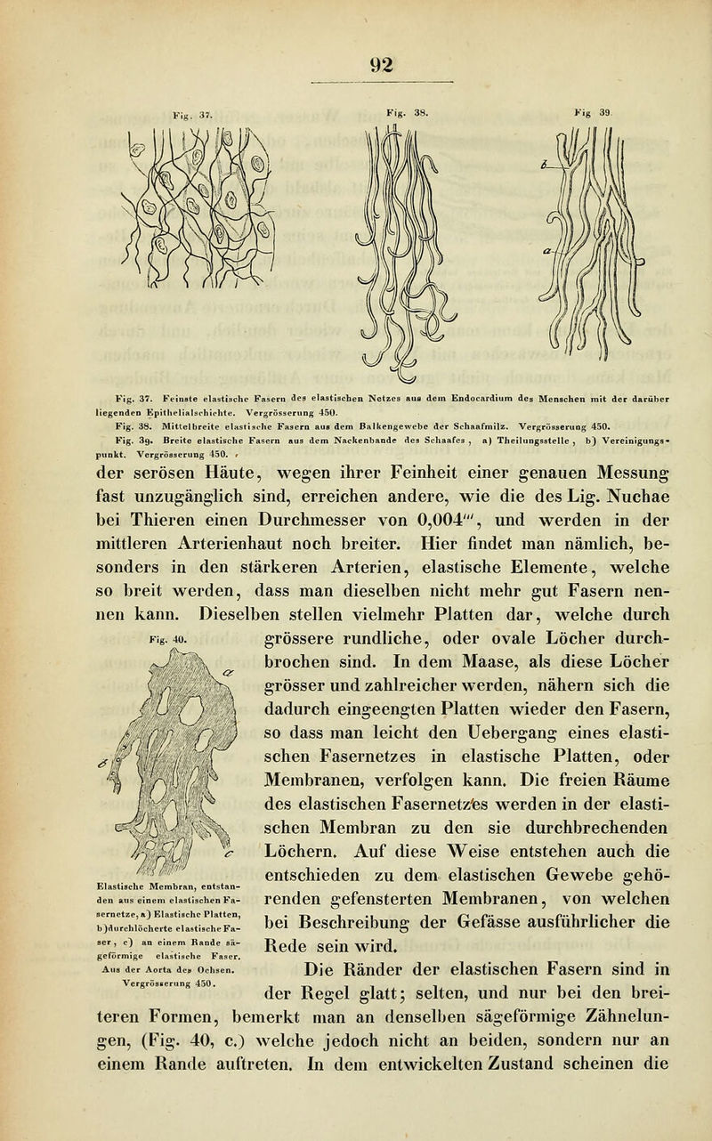 Fig. 37. Fig. 38. Fig. 40. Fig. 37. Feinste elastische Fasern des elastischen Netzes aus dem Endocardium des Menschen mit der darüber liegenden Epithelialschiohte. Vergrösserung 450. Fig. 38. Mittel breite elastische Fasern aus dem Balkengewebc der Schaafmilz. Vergrösserung 450. Fig. Sg. Breite elastische Fasern aus dem Nackenbande des Schaafes , a) Theilungsstelle , b) Vereinigungs- punkt. Vergrösserung 450. t der serösen Häute, wegen ihrer Feinheit einer genauen Messung fast unzugänglich sind, erreichen andere, wie die des Lig. Nuchae bei Thieren einen Durchmesser von 0,004', und werden in der mittleren Arterienhaut noch breiter. Hier findet man nämlich, be- sonders in den stärkeren Arterien, elastische Elemente, welche so breit werden, dass man dieselben nicht mehr gut Fasern nen- nen kann. Dieselben stellen vielmehr Platten dar, welche durch grössere rundliche, oder ovale Löcher durch- brochen sind. In dem Maase, als diese Löcher grösser und zahlreicher werden, nähern sich die dadurch eingeengten Platten wieder den Fasern, so dass man leicht den Uebergang eines elasti- schen Fasernetzes in elastische Platten, oder Membranen, verfolgen kann. Die freien Räume des elastischen Fasernetz'es werden in der elasti- schen Membran zu den sie durchbrechenden Löchern. Auf diese Weise entstehen auch die entschieden zu dem elastischen Gewebe gehö- renden gefensterten Membranen, von welchen bei Beschreibung der Gefässe ausführlicher die Rede sein wird. Die Ränder der elastischen Fasern sind in der Regel glatt; selten, und nur bei den brei- teren Formen, bemerkt man an denselben sägeförmige Zähnelun- gen, (Fig. 40, c.) welche jedoch nicht an beiden, sondern nur an einem Rande auftreten. In dem entwickelten Zustand scheinen die Elastische Membran, entstan- den ans einem elastischen Fa- sernetze, «) Elastische Platten, b)durchlöcherte elastische Fa- ser , c) an einem Rande sä- geförmige elastische Faser, Aus der Aorta des Ochsen. Vergrösserung 450.