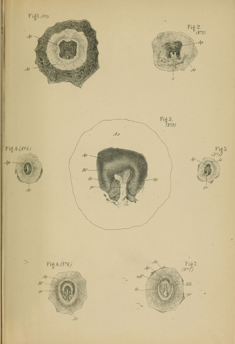 Fig.]./rr^ Fi6.2. w fi?z) Fif.it jjm-j 4>- Ao Fig.3. ms) Y&sJm). Ap Ff pr \ sio /lp »Ar Gr- Fi*7. f.vfj Kfs pr 7 Jo