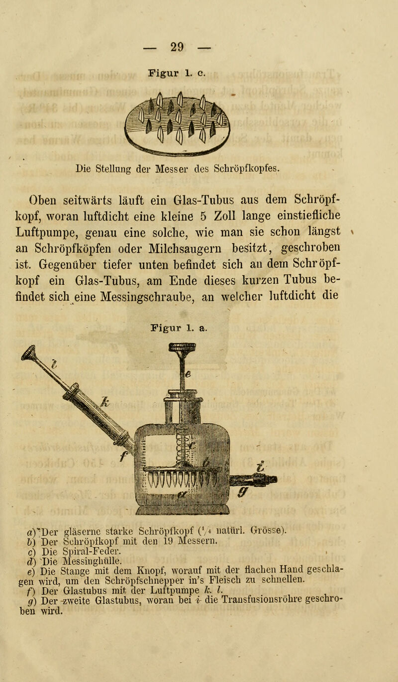 Die Stellung der Messer des Schröpfkopfes. Oben seitwärts läuft ein Glas-Tubus aus dem Schröpf- kopf, woran luftdicht eine kleine 5 Zoll lange einstiefliche Luftpumpe, genau eine solche, wie man sie schon längst an Schröpfköpfen oder Milchsaugern besitzt, geschroben ist. Gegenüber tiefer unten befindet sich an dem Schröpf- kopf ein Glas-Tubus, am Ende dieses kurzen Tubus be- findet sich eine Messingschraube, an welcher luftdicht die Figur 1. a. a)üer gläserne starke Schröpfkopf (*/« natürl. Grösse). &) Der Schröpikopf mit den 19 Messern. c) Die Spiral-Feder. a) Die Messinghülle. e) Die Stange mit dem Knopf, worauf mit der flachen Hand geschla- gen wird, um den Schröpfschnepper in's Fleisch zu schnellen. f) Der Glastubus mit, der Luttpumpe k. I. g) Der -zweite Glastubus, woran bei i die Transfusionsröhre geschro- ben wird.