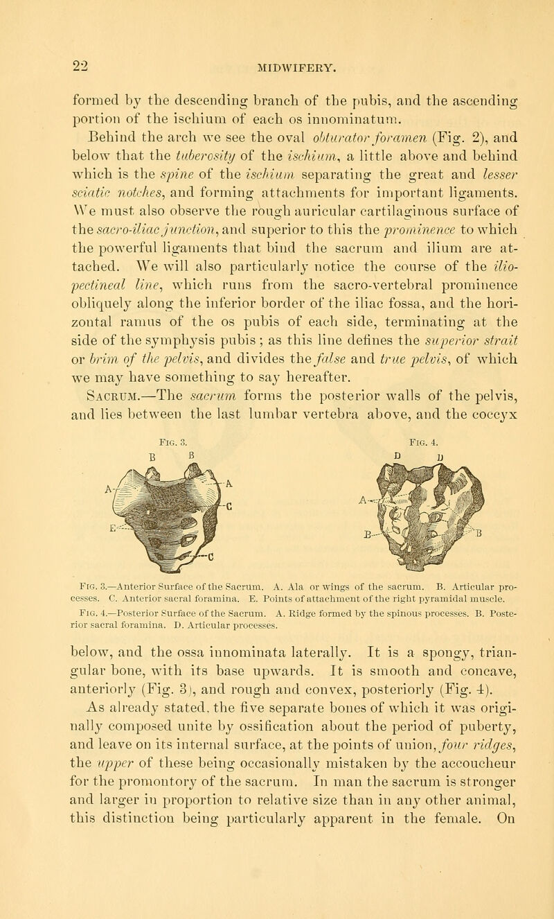 formed by the descending branch of the pubis, and the ascending portion of the ischium of each os innominatum. Behind the arch we see the oval obturator foramen (Fig. 2), and below that the tuberosity of the ischium, a little above and behind which is the sipine of the ischium, separating the great and lesser sciatic notches, and forming attachments for important ligaments. We must also observe the rough auricular cartilaginous surface of the sacro-iliac Junction, and superior to this the prominence to which the powerful ligaments that bind the sacrum and ilium are at- tached. We will also particularly notice the course of the ilio- pectineal line, which runs from the sacro-vertebral prominence obliquely along the inferior border of the iliac fossa, and the hori- zontal ramus of the os pubis of each side, terminating at the side of the symph3^si8 pubis ; as this line defines the superior strait or brim, of the pelvis, and divides the false and true pelvis, of which we may have something to say hereafter. Sacrum.—The sacrum forms the posterior walls of the pelvis, and lies betw^een the last lumbar vertebra above, and the coccyx Fig. 3.—Anterior Surface of the Sacrum. A. Ala or wings of the sacrum. B. Articular pro- cesses. C. Anterior sacral foramina. E. Points of attachment of the right pyramidal muscle. Fig. 4.—Posterior Surface of the Sacrum. A. Eidge formed by the spinous processes. B. Poste- rior sacral foramina. D. Articular processes. below, and the ossa innominata laterally. It is a spongy, trian- gular bone, with its base upwards. It is smooth and concave, anteriorly (Fig. 3), and rough and convex, posteriorly (Fig. 4). As already stated, the five separate bones of which it was origi- nally composed unite by ossification about the period of puberty, and leave on its internal surface, at the points of nnion, four ridges, the upper of these being occasionally mistaken by the accoucheur for the promontory of the sacrum. In man the sacrum is stronger and larger in proportion to relative size than in any other animal, this distinction being particularly apparent in the female. On