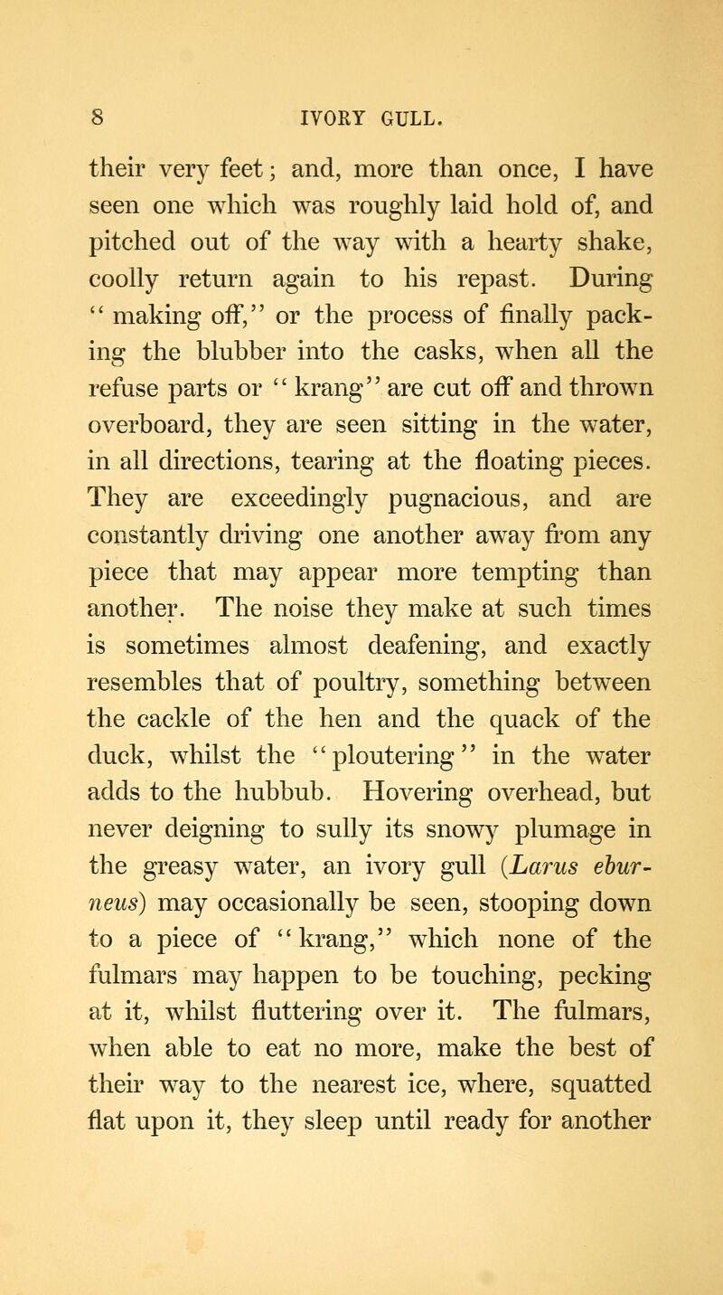 their very feet; and, more than once, I have seen one which was roughly laid hold of, and pitched out of the way with a hearty shake, coolly return again to his repast. During  making off, or the process of finally pack- ing the blubber into the casks, when all the refuse parts or  krang are cut off and thrown overboard, they are seen sitting in the water, in all directions, tearing at the floating pieces. They are exceedingly pugnacious, and are constantly driving one another away from any piece that may appear more tempting than another. The noise they make at such times is sometimes almost deafening, and exactly resembles that of poultry, something between the cackle of the hen and the quack of the duck, whilst the '' ploutering  in the water adds to the hubbub. Hovering overhead, but never deigning to sully its snowy plumage in the greasy water, an ivory gull {Larus ebur- neus) may occasionally be seen, stooping down to a piece of krang, which none of the fulmars may happen to be touching, pecking at it, whilst fluttering over it. The fulmars, when able to eat no more, make the best of their way to the nearest ice, where, squatted flat upon it, they sleep until ready for another