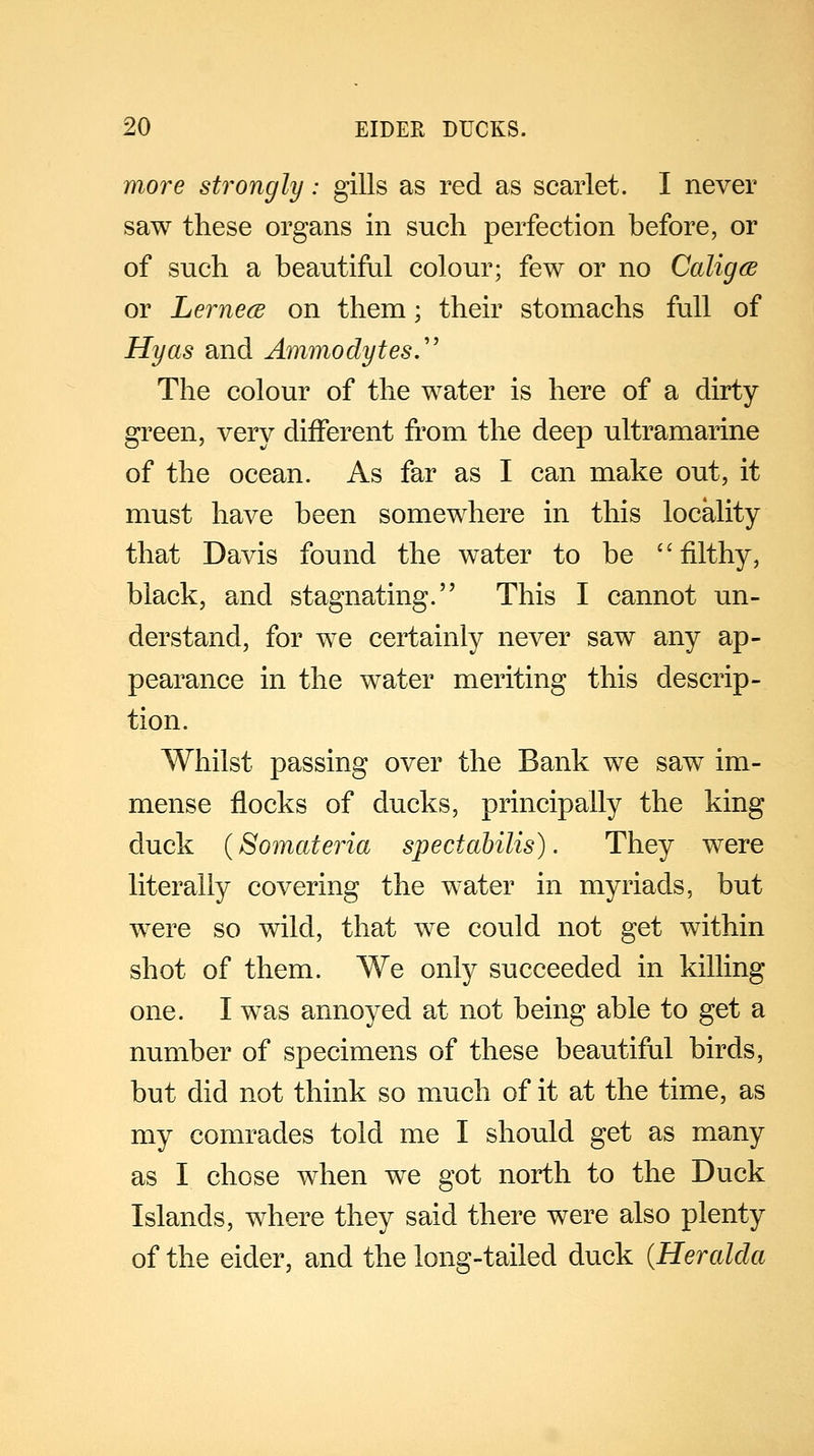 more strongly: gills as red as scarlet. I never saw these organs in such perfection before, or of such a beautiful colour; few or no Caligce or Lerneos on them; their stomachs full of Hyas and Ammodytes. The colour of the water is here of a dirty green, very different from the deep ultramarine of the ocean. As far as I can make out, it must have been somewhere in this locality that Davis found the water to be  filthy, black, and stagnating. This I cannot un- derstand, for we certainly never saw any ap- pearance in the water meriting this descrip- tion. Whilst passing over the Bank we saw im- mense flocks of ducks, principally the king duck (Somateria spectahilis). They were literally covering the water in myriads, but were so wild, that we could not get within shot of them. We only succeeded in killing one. I was annoyed at not being able to get a number of specimens of these beautiful birds, but did not think so much of it at the time, as my comrades told me I should get as many as I chose when we got north to the Duck Islands, where they said there were also plenty of the eider, and the long-tailed duck (Heralda