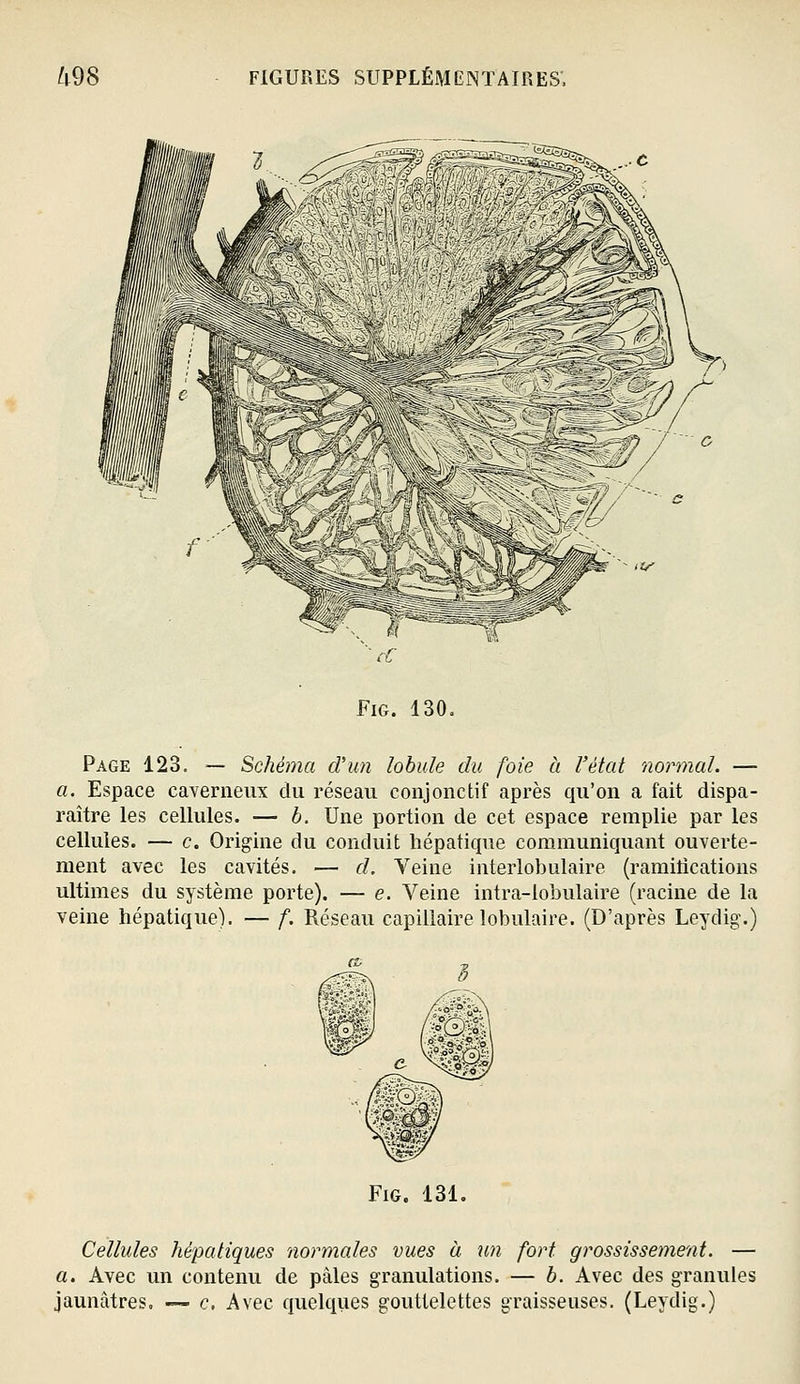 Page 123. — Schéma d'un lobule du foie à l'état normal. — a. Espace caverneux du réseau conjonctif après qu'on a fait dispa- raître les cellules. — b. Une portion de cet espace remplie par les cellules. — c. Origine du conduit hépatique communiquant ouverte- ment avec les cavités. — d. Veine interlobulaire (ramitications ultimes du système porte). — e. Veine intra-lobulaire (racine de la veine hépatique). — f. Réseau capillaire lobulaire. (D'après Leydig.) FiG. 131. Cellules hépatiques normales vues à im fort grossissement. — a. Avec un contenu de pâles granulations. — b. Avec des granules jaunâtres. — c. Avec quelques gouttelettes graisseuses. (Leydig.)