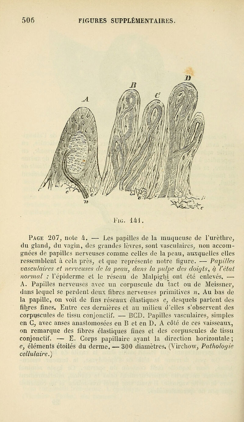 FiG. Ui. Page 207, note 4. — Les papilles de la muqueuse de l'urèthre^ du gland;, du vagin, des grandes lèvres, sont vasculaires, non accom- gnées de papilles nerveuses comme celles de la peau, auxquelles elles ressemblent à cela près^ et que représente notre figure. — Papilles vasculaires et nerveuses de la peau, dans la pulpe des doigts^ à l'état normal : l'épiderme et le réseau de Malpigln ont été enlevés. — A. Papilles nerveuses avec un corpuscule du tact ou de Meissner^ dans lequel se perdent deux fibres nerveuses primitives n. Au bas de la papille, on voit de fins réseaux élastiques e, desquels partent des fibres fines. Entre ces dernières et au milieu d'elles s'observent des corpijfôcules de tissu eonjonctif. — BGD. Papilles vasculaires, simples en G, avec anses anastomosées en B et en D, A côté de ces vaisseaux, on remarque des fibres élastiques fines et des corpuscules de tissu conjonctif. — E. Corps papiliaire ayant la direction horizontale; e, éléments étoiles du derme. — 300 diamètres» (Virchov>^^ Pathologie cellulaire.)