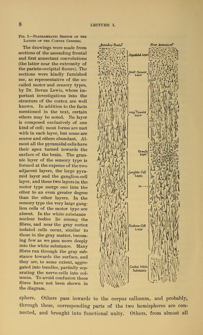 ^seenZinij 'Frontal «-i3Fo,/^'>^..- ■■^- g- jto ft: c -.iiiPc'' I -I pj-.» —*i<[-''<jI,-. • f '^- ;i'r-' Tinst A>i»uln»f Fig. 3.—Diagrammatic Sketch of the Layers op the Cortex Cerebri. The drawings were made from sections of the ascending frontal and first annectant convolutions (the latter near the extremity of the parieto-occipital fissure). The sections were kindly furnished me, as representative of the so- called motor and sensory types, by Dr. Bevan Lewis, whose im- portant investigations into the structure of the cortex are vs^eli known. In addition to the facts mentioned in the text, certain others may be noted. No layer is composed exclusively of one kind of cell; most forms are met with in each layer, but some are scarce and others abundant. Al- most all the pyramidal cells have their apex turned towards the surface of the brain. The gran- ule layer of the sensory type is formed at the expense of the two adjacent layers, the large pyra- mid layer and the ganglion-cell layer, and these two layers in the motor type merge one into the other to an even greater degree than the other layers. In the sensory type the very large gang- lion cells of the motor type are absent. In the white substance nuclear bodies lie among the fibres, and near the gray cortex isolated cells occur, similar to those in the gray matter, becom- ing few as we pass more deeply into the white substance. Many fibres run through the gray sub- stance towards the surface, and they are, to some extent, aggre- gated into bundles, partially sep- arating the nerve-cells into col- umns. To avoid confusion these fibres have not been shown in the diagram, sphere. Others pass inwards to the corpus callosuni, and probably, through these, corresponding parts of the two hemispheres are con- nected, and brought into functional unitv. Others, from almost all